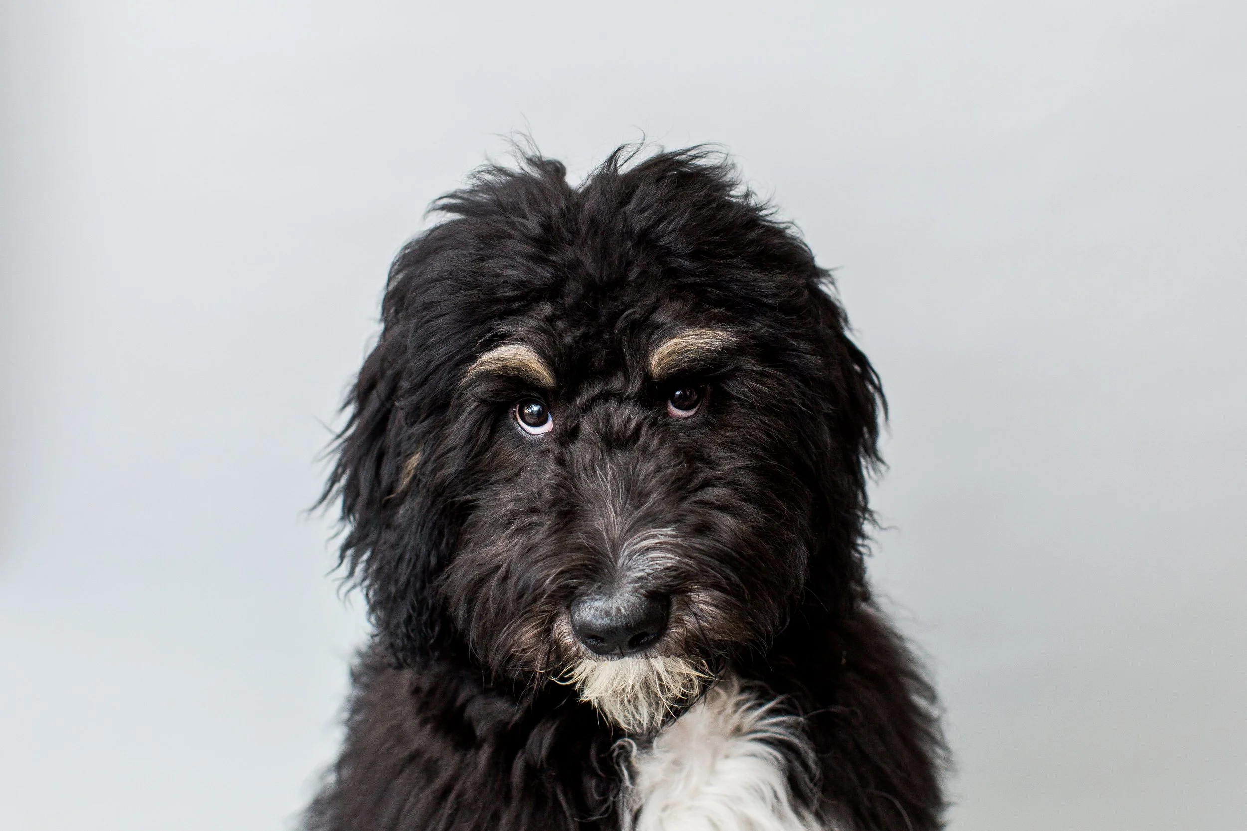  Burnedoodle dog portrait