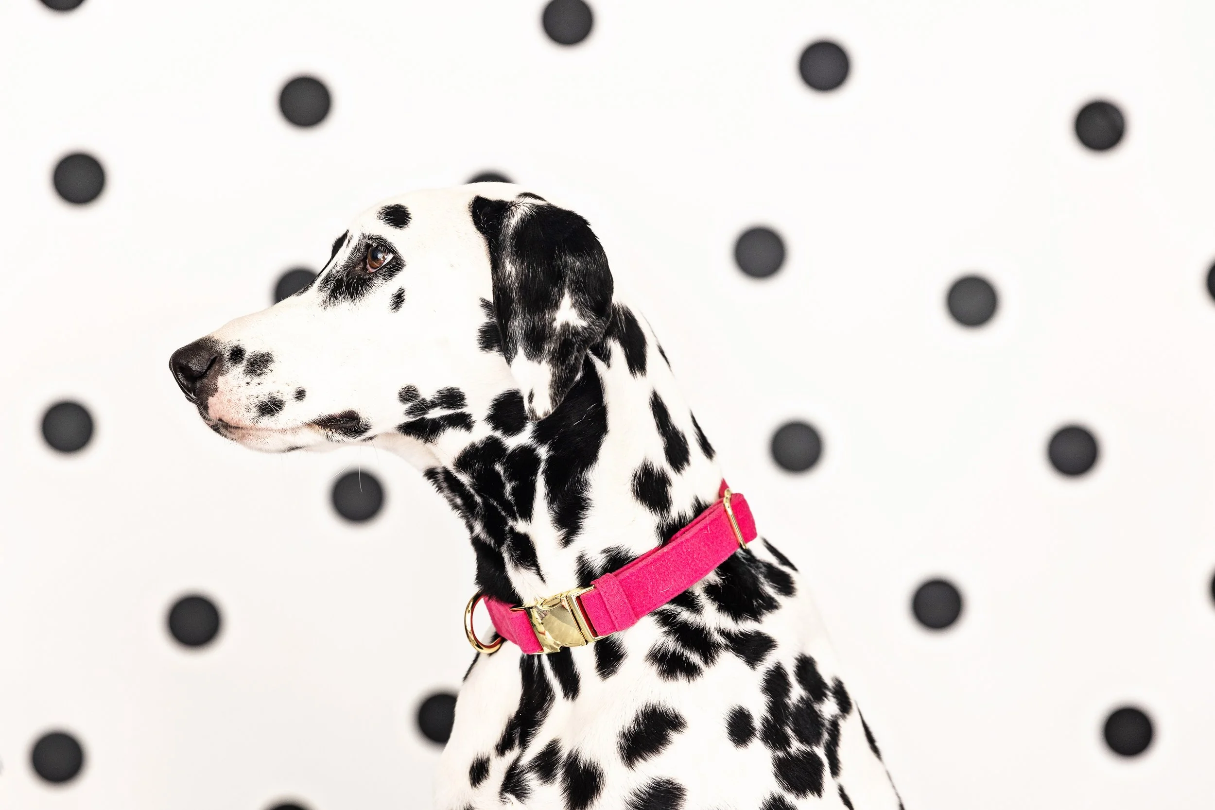A Dalmatian puppy with black spots on white fur wearing a pink collar with a gold buckle, placed against a background with black polka dots on a white backdrop.