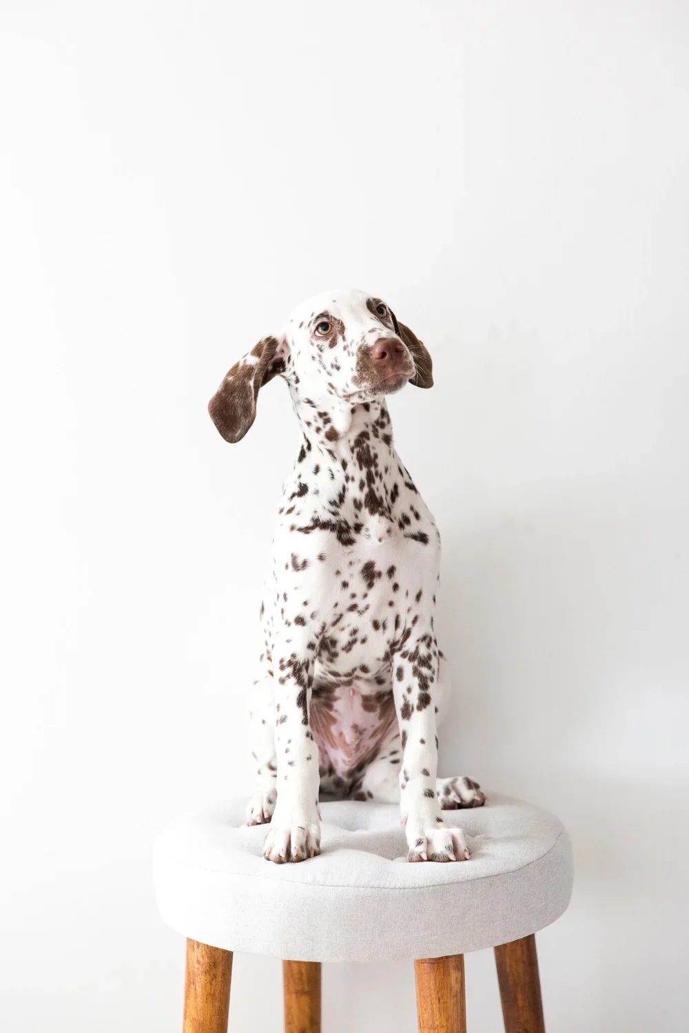 Katelin+Journigan+-+OC+Dog+Photographer+-+02.webp