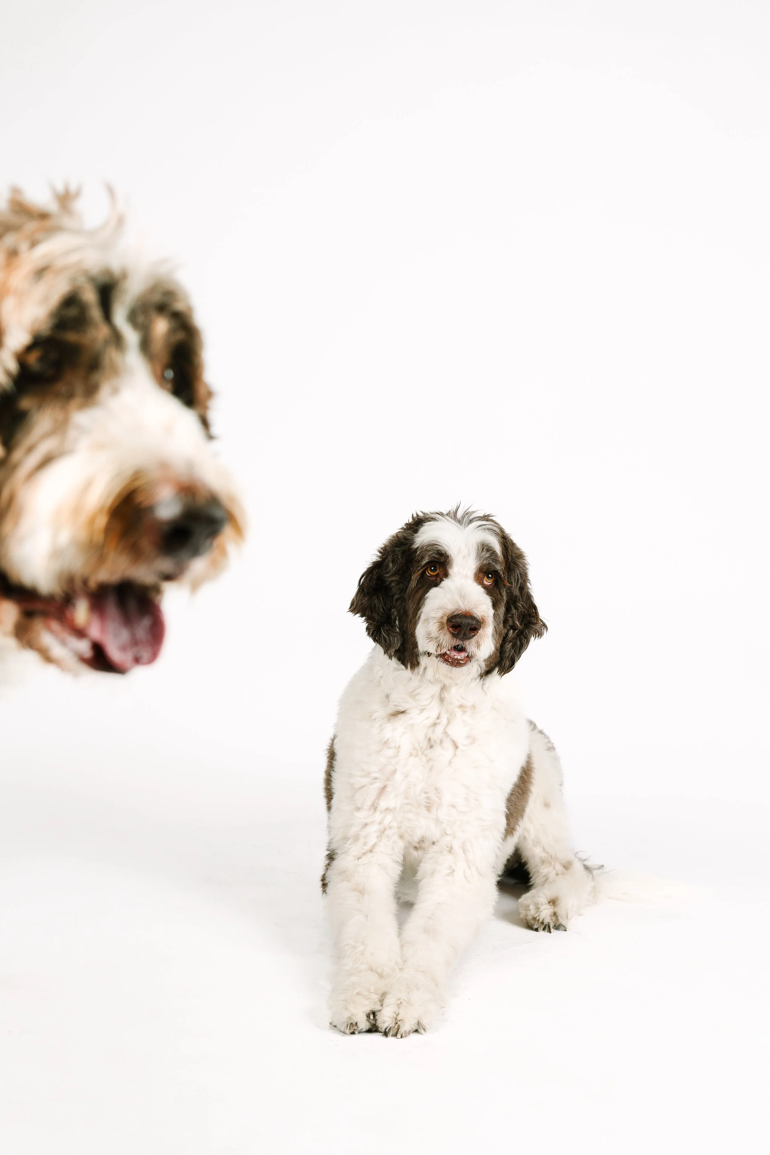 OC Dog Photographer-Bloopers_4.jpg
