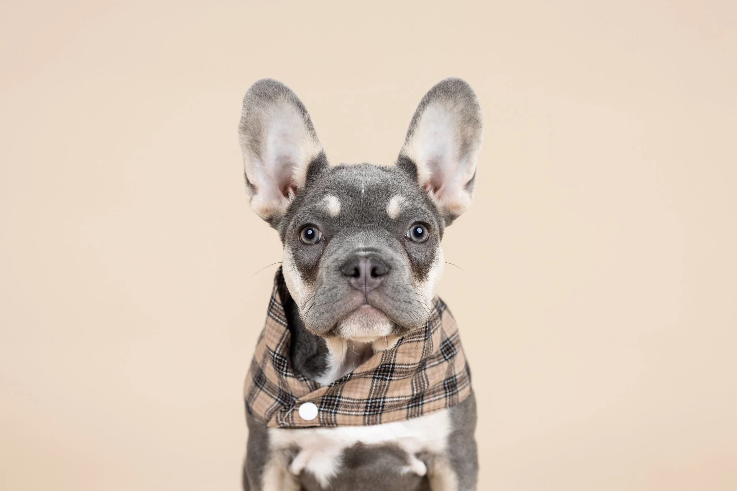 Baby Vinny Pup-2.JPG