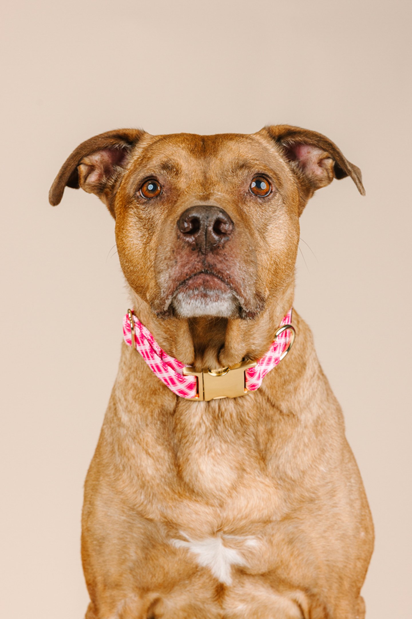 A brown dog with a white patch on its chest, wearing a pink and white plaid collar, sitting against a plain beige background.