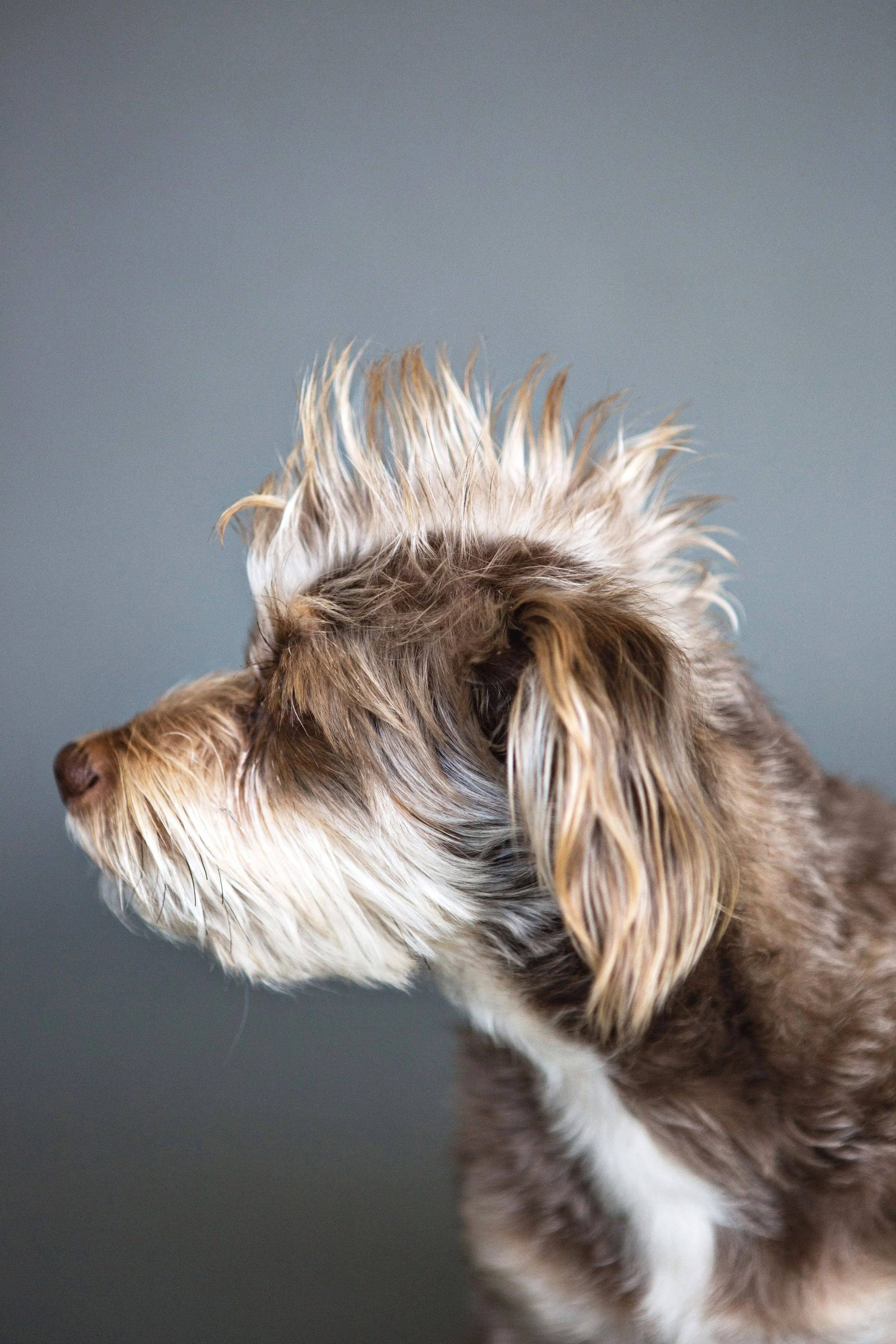 pet sessions 1_24 -60.JPG