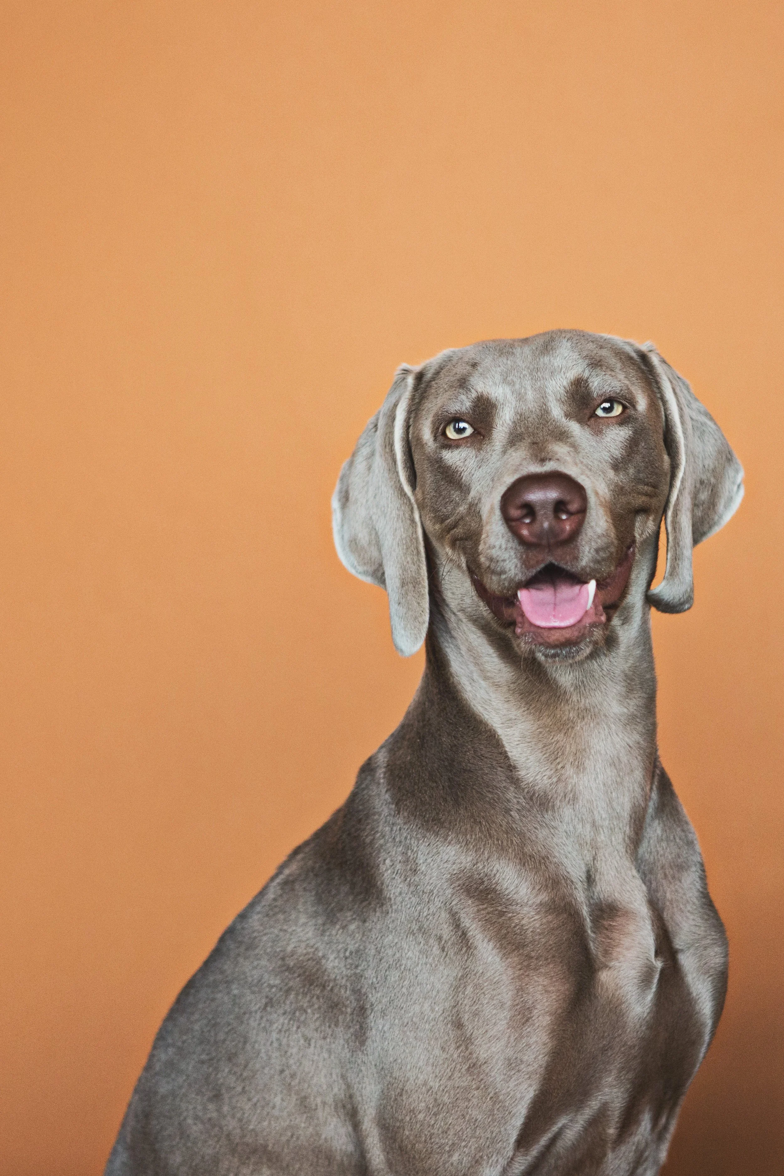 PET SESSIONS A - 176.jpg
