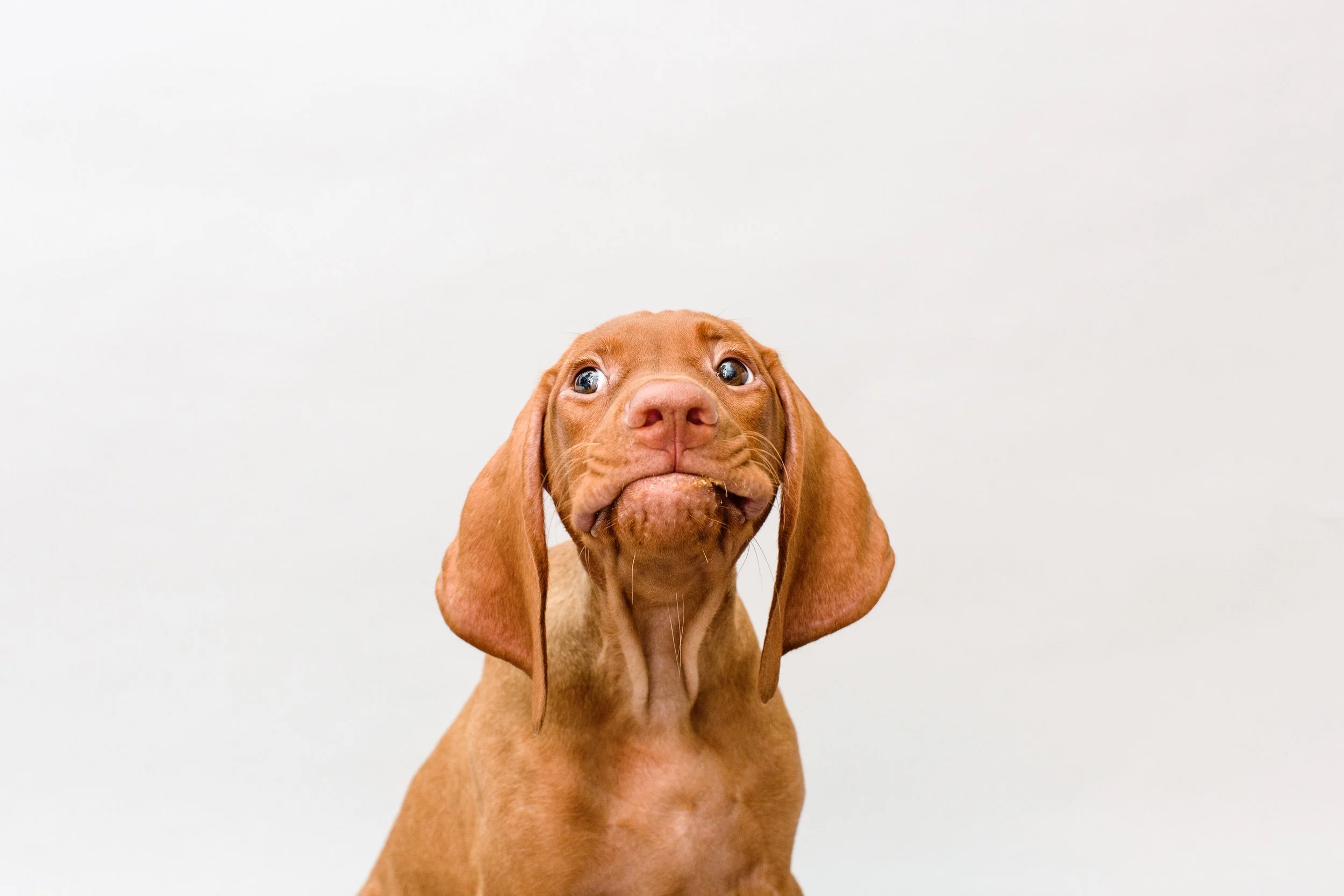 OC Dog Photographer-Funny Photo Outtakes_4.jpg