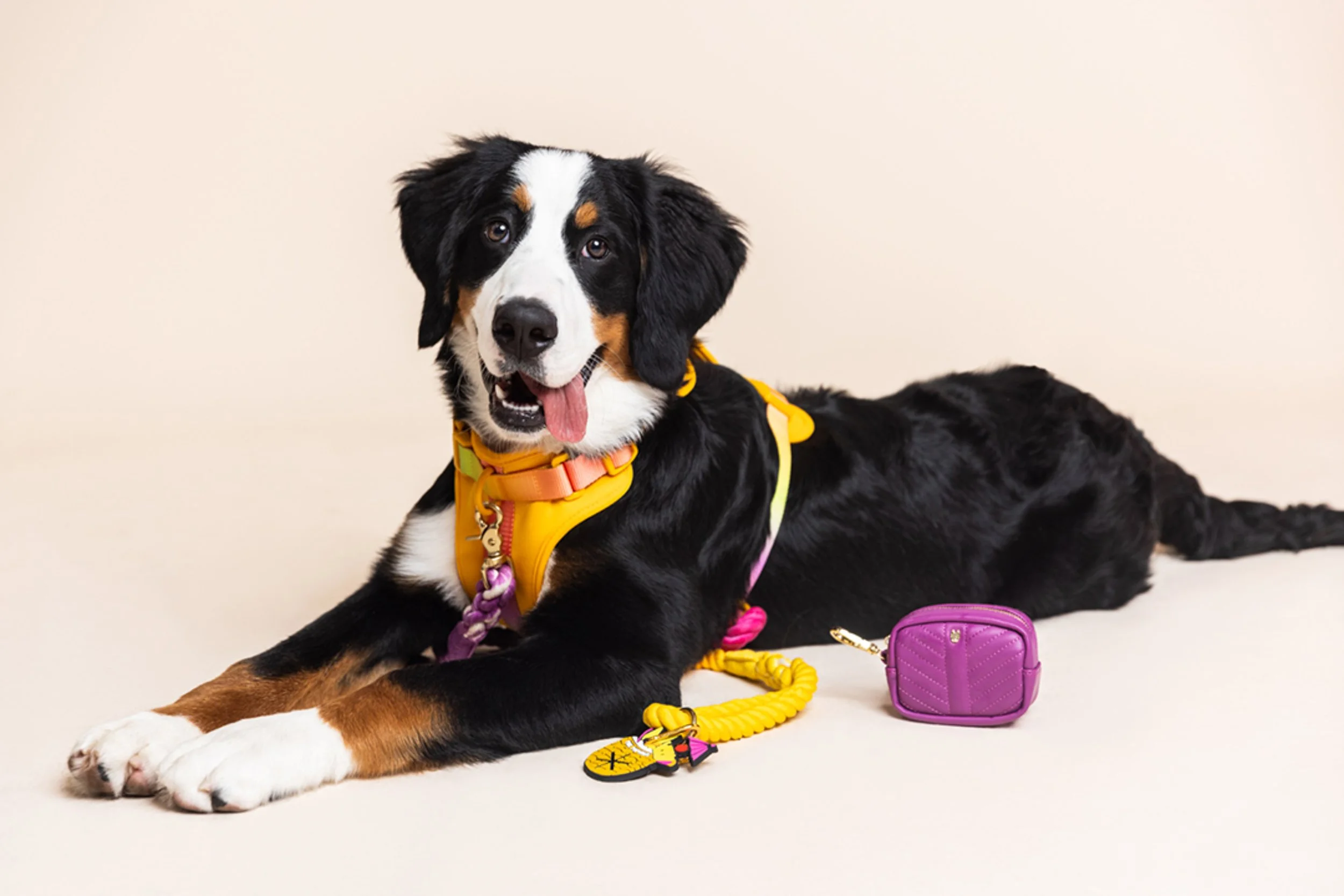 A Bernese Mountain Dog lying down on a beige background, wearing a yellow harness, with a purple leash attached, and surrounded by a purple handbag, a colorful keychain, and a yellow leash.