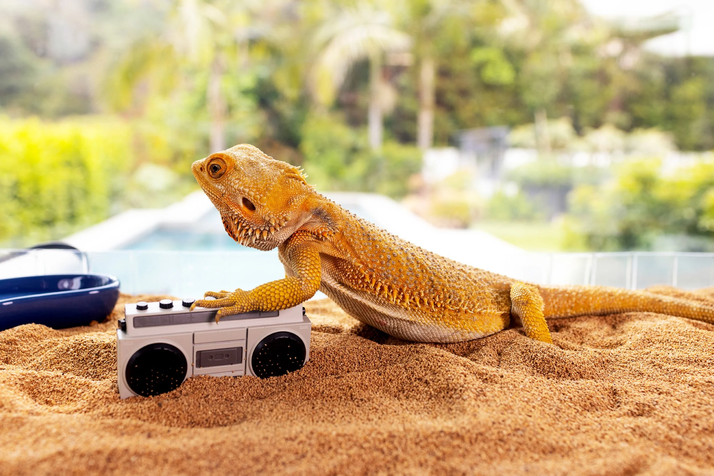 A yellow and orange bearded dragon lizard resting on a sandy surface, with a small vintage portable radio in front of it, and a window with a blurred outdoor background in the distance.
