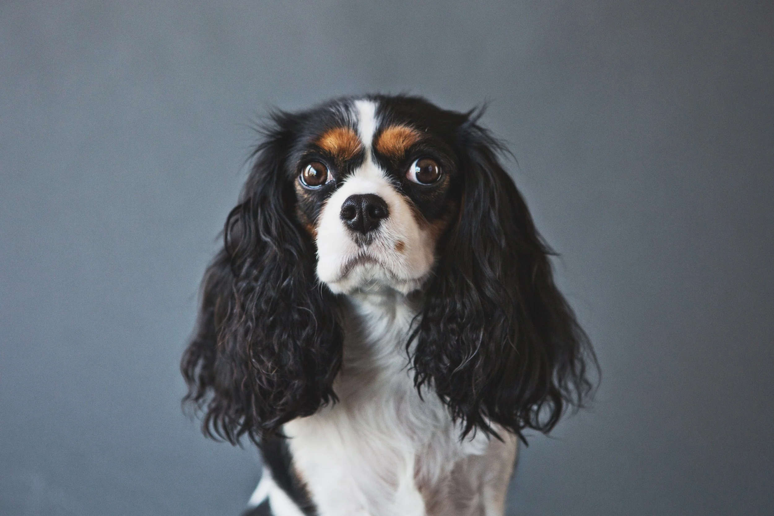 PET SESSIONS A - 022.jpg