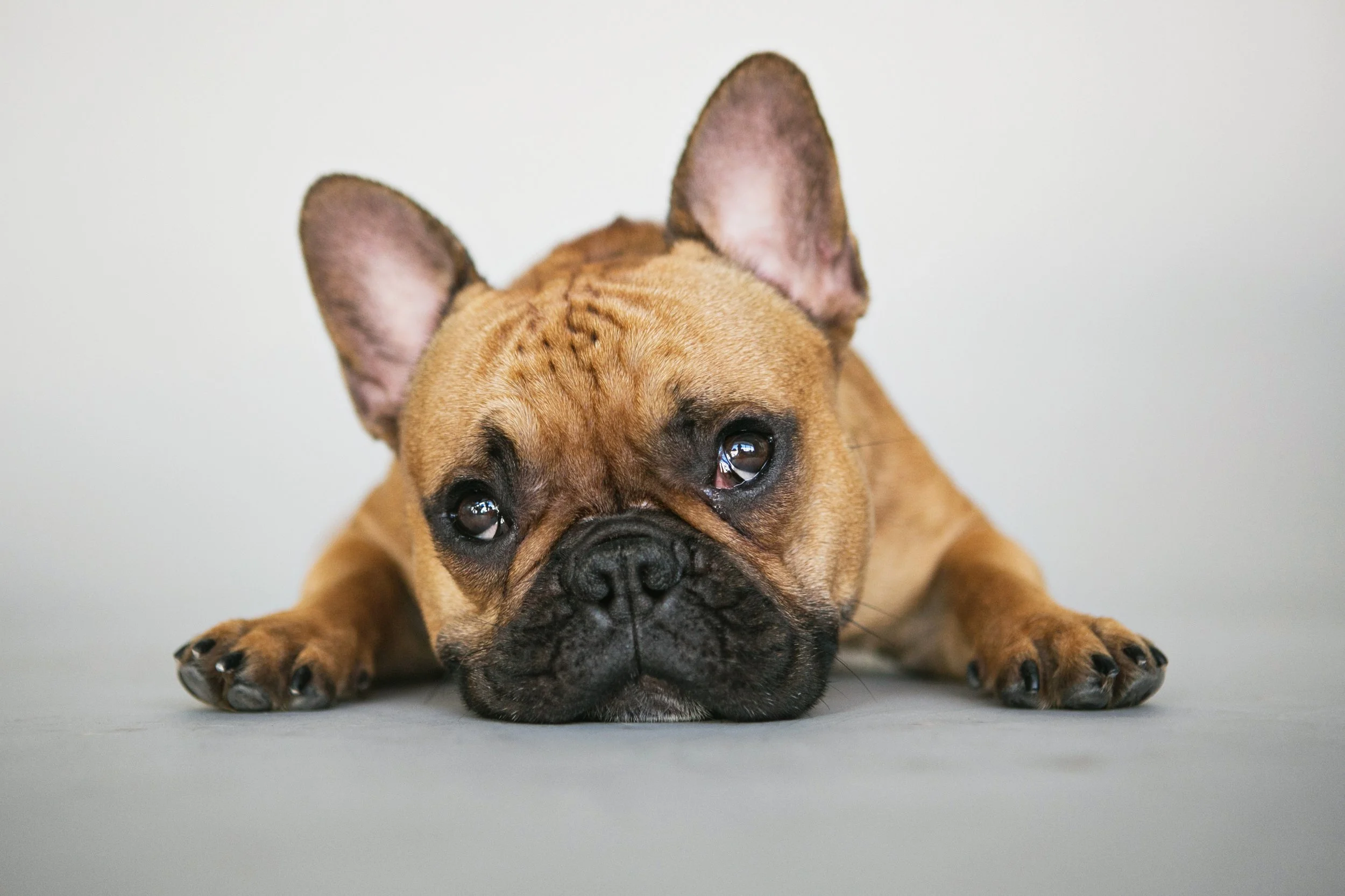 French bulldog, giving puppy eyes