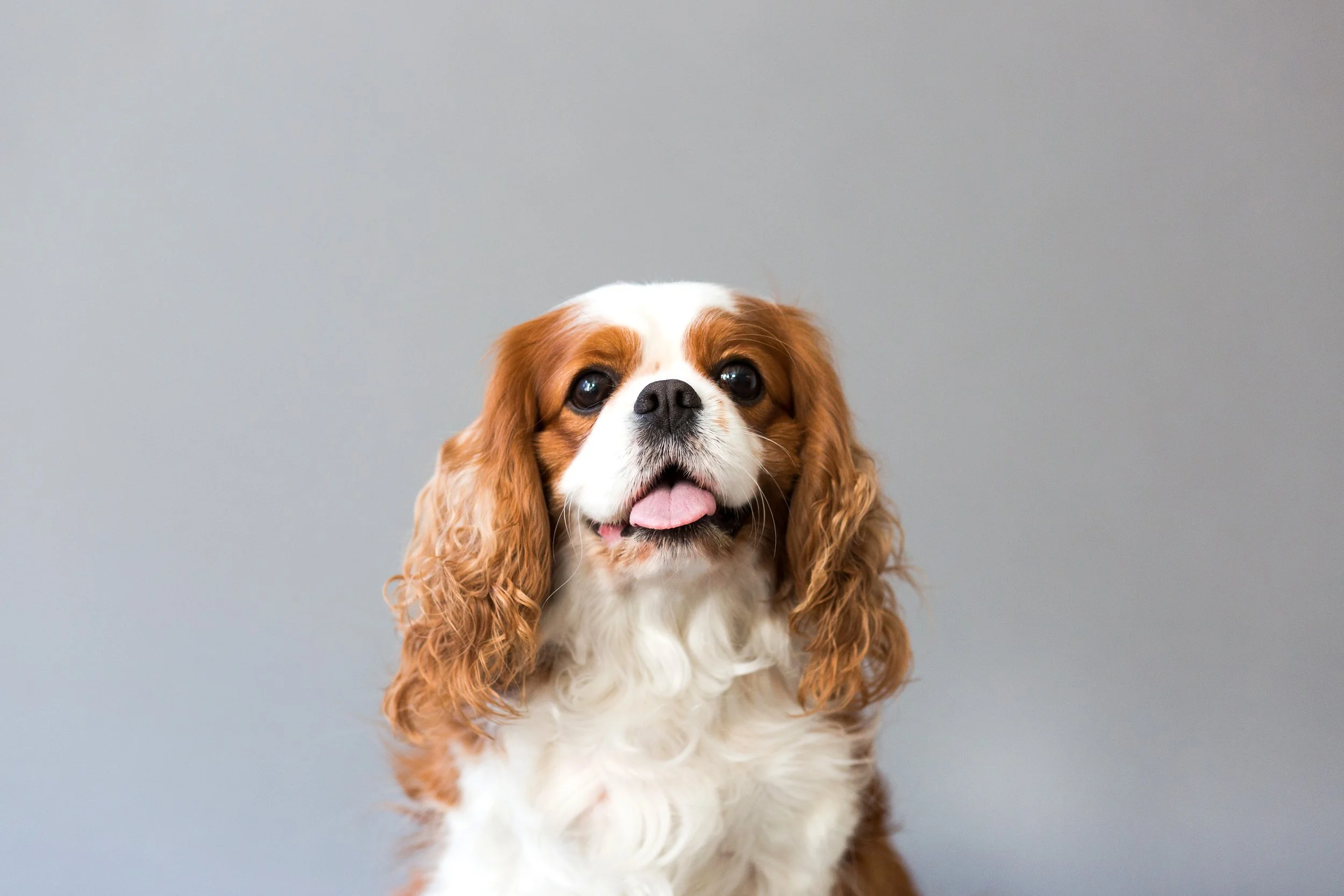 Best Orange County Dog Photographe2.jpg