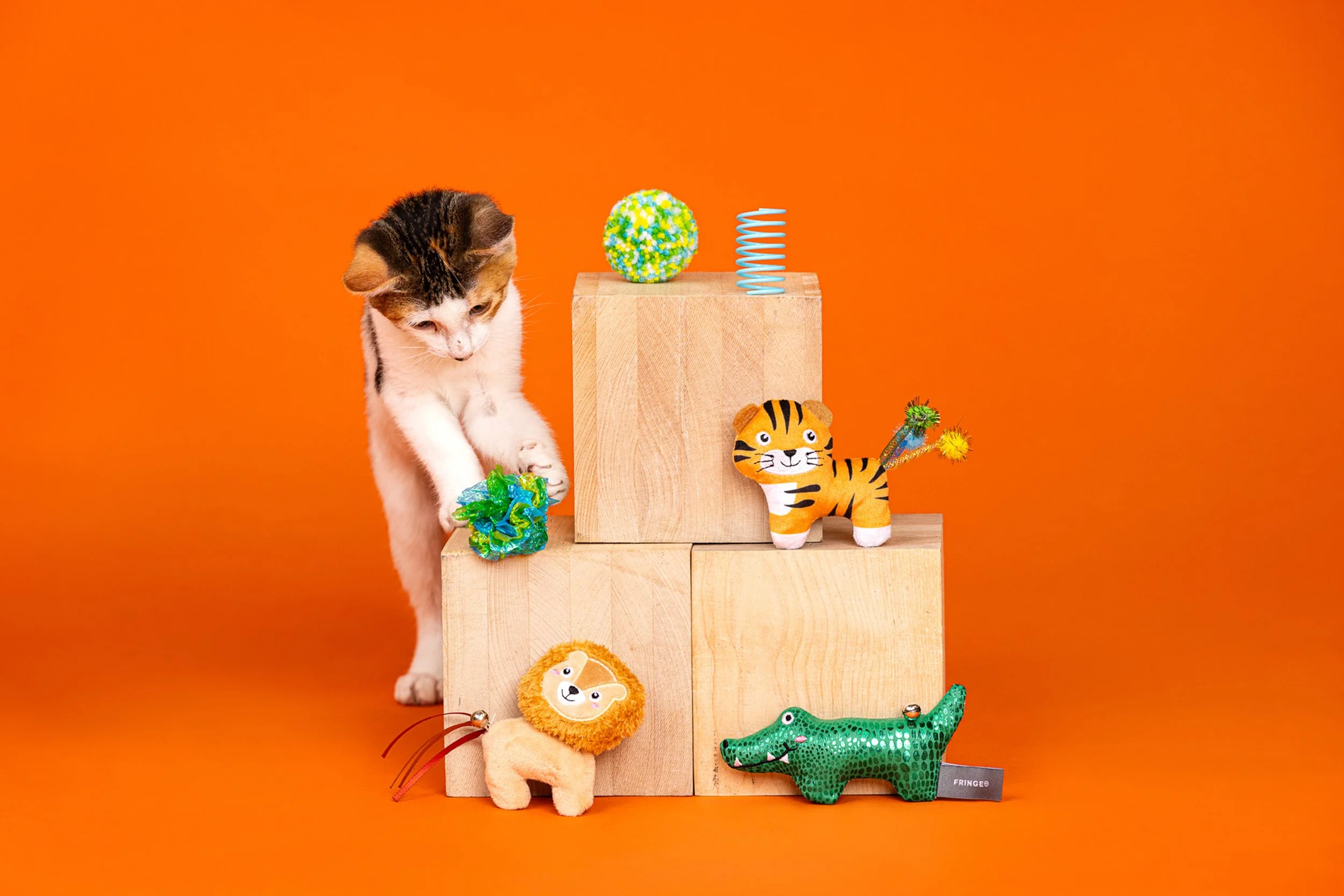  photography and Video for cat company