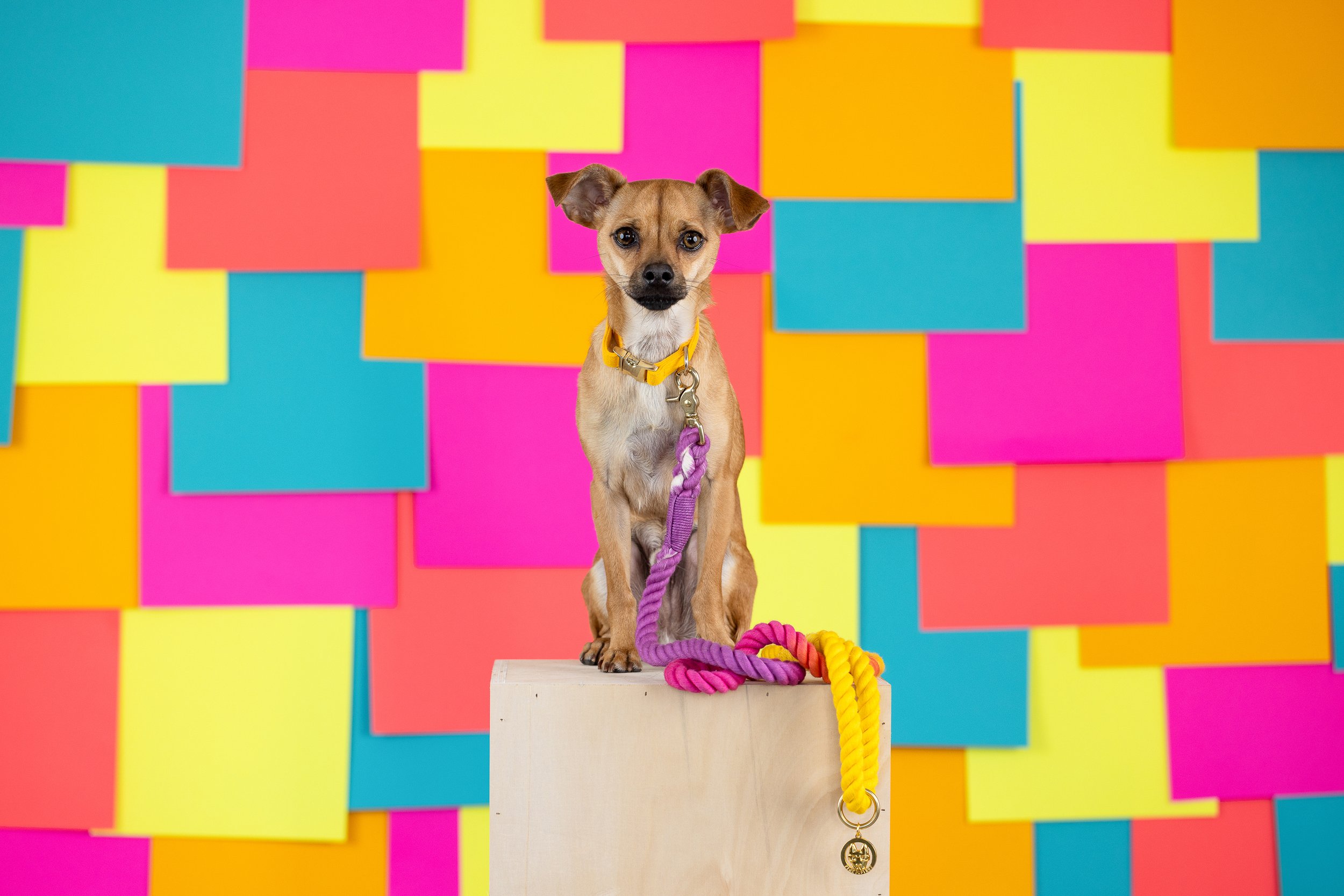 A small brown dog with large eyes and floppy ears, sitting on a white platform against a colorful background of neon pink, yellow, blue, and orange post-it notes. The dog is wearing a yellow collar with a purple leash attached, and there are small gold tags hanging from it.