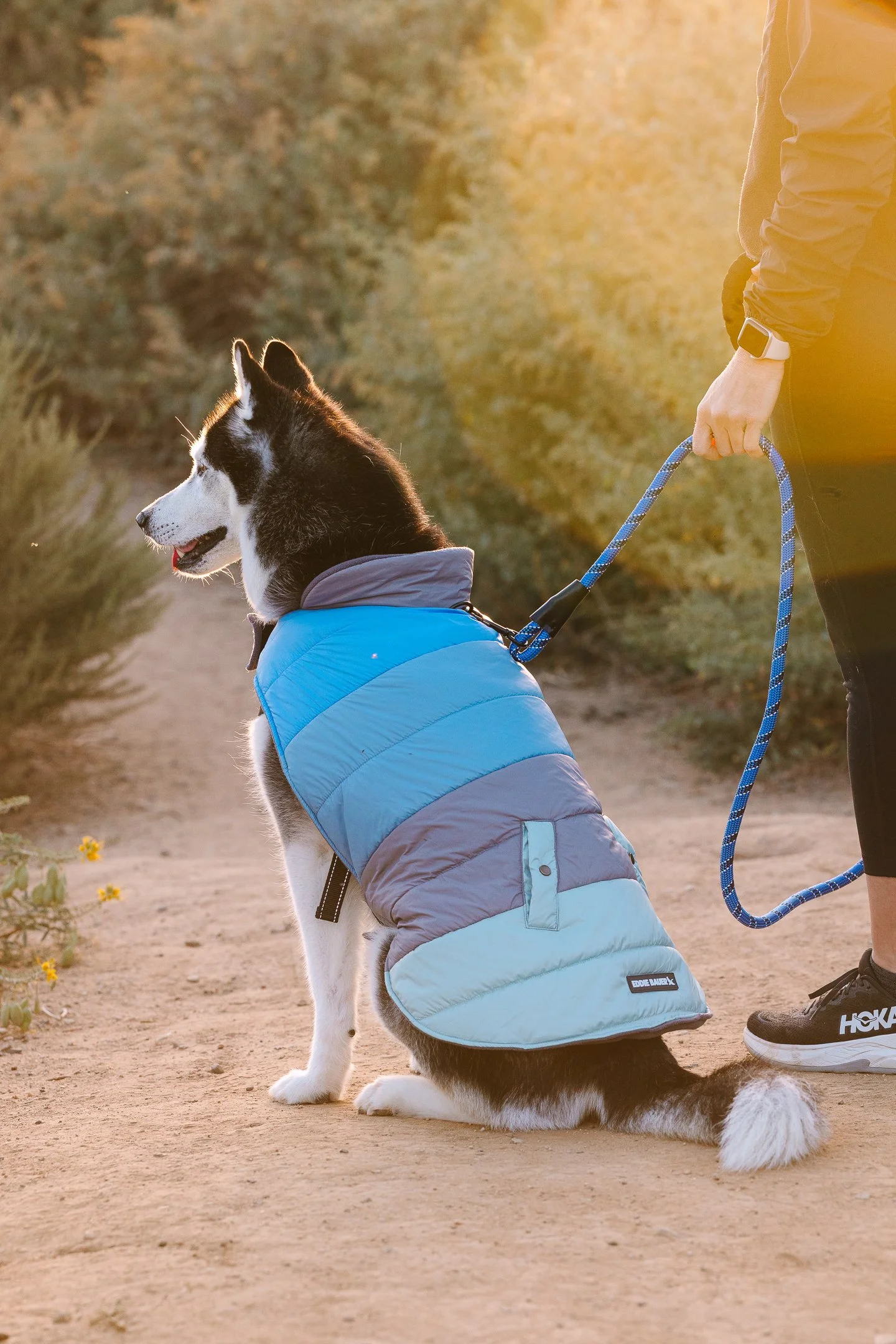 A person standing outdoors on a dirt path holding a leash attached to a black and white Siberian Husky dog wearing a blue puffer jacket. The scene is lit by warm sunlight, with desert-like vegetation in the background.