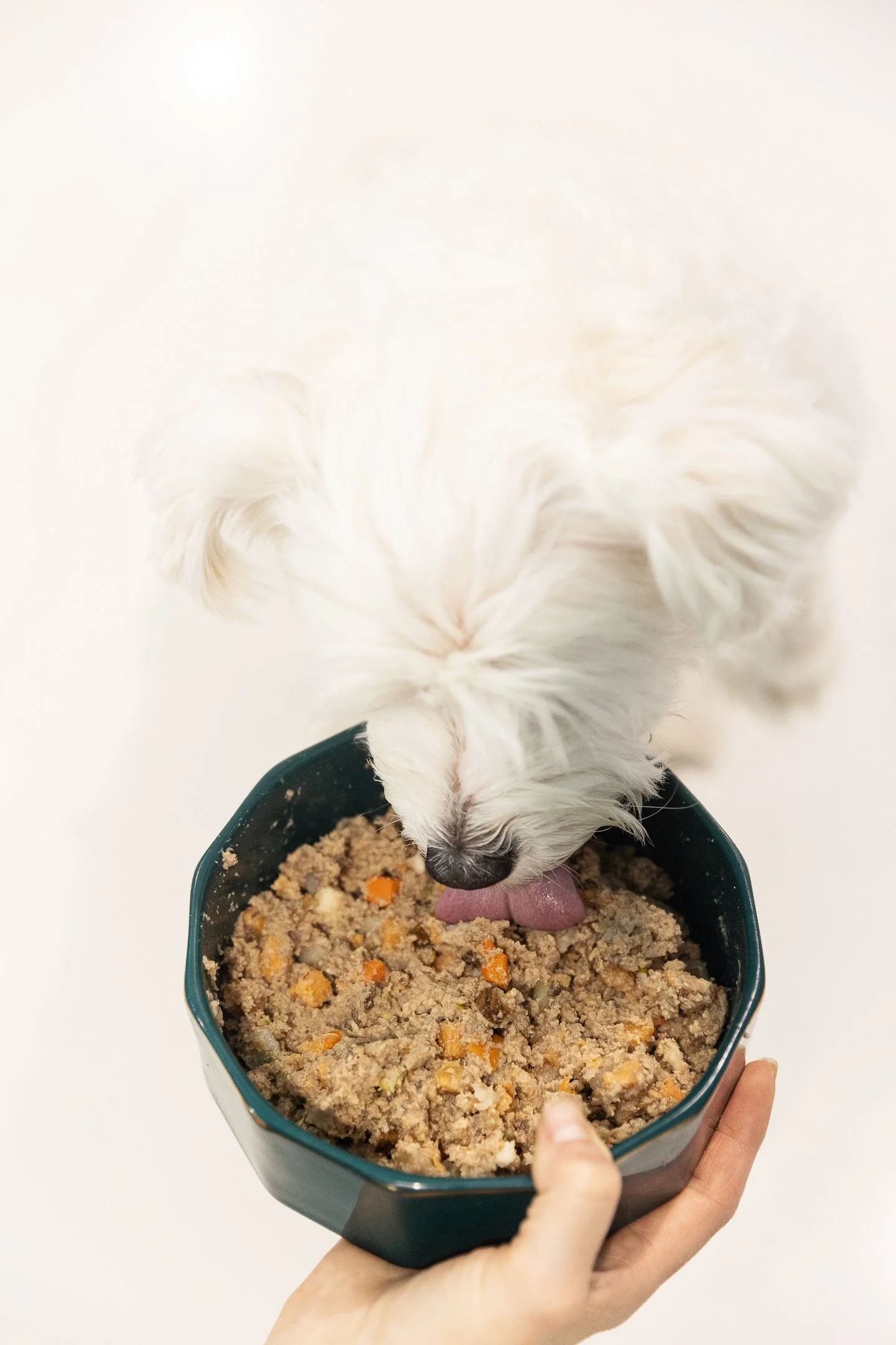 White dog licking a bowl of food.