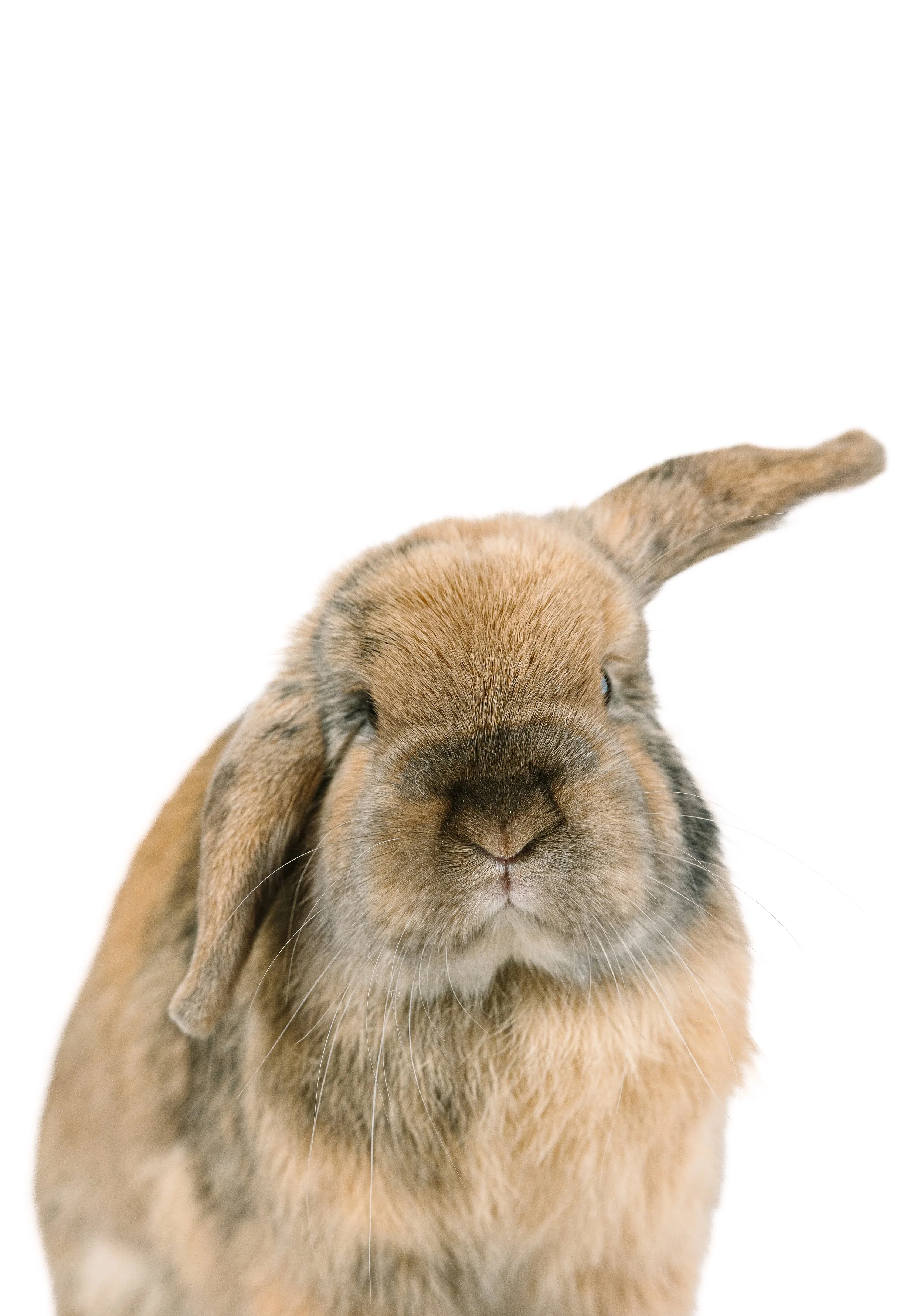  funny, bunny, ears photo