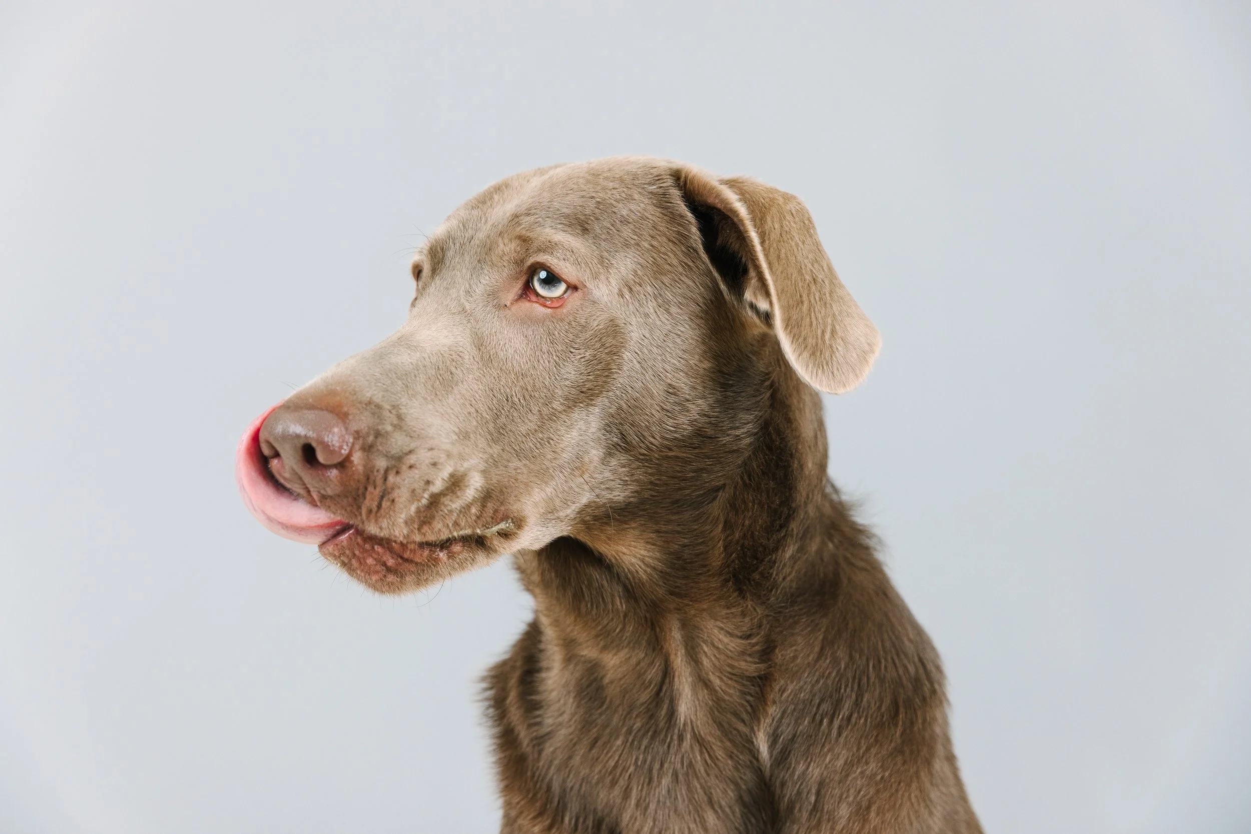 Silver labrador portrait