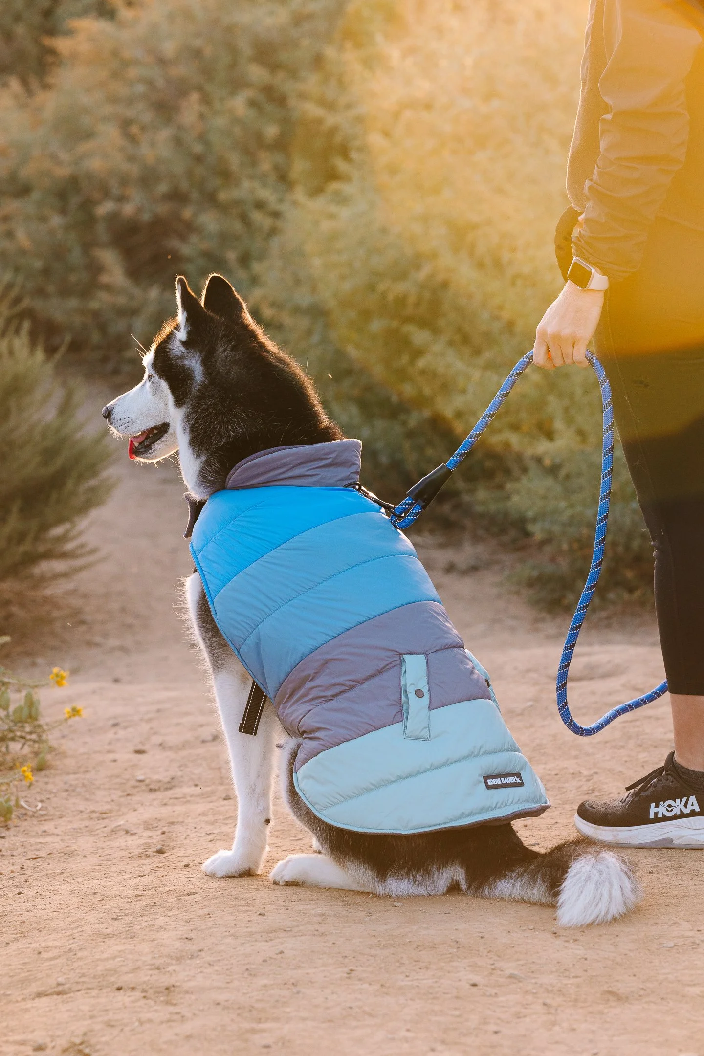 * professional-dog-photographer-southern-california-husky.jpg