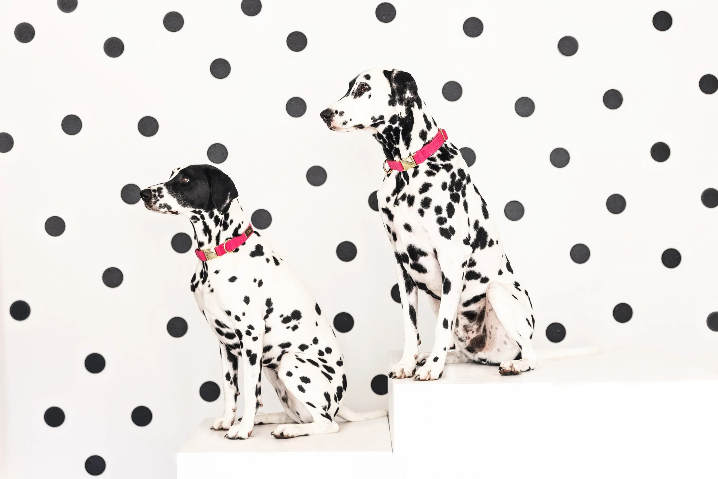 Two Dalmatian dogs with black spots on a white background, wearing pink collars, one sitting and the other standing on a white platform in front of a white wall with black polka dots.