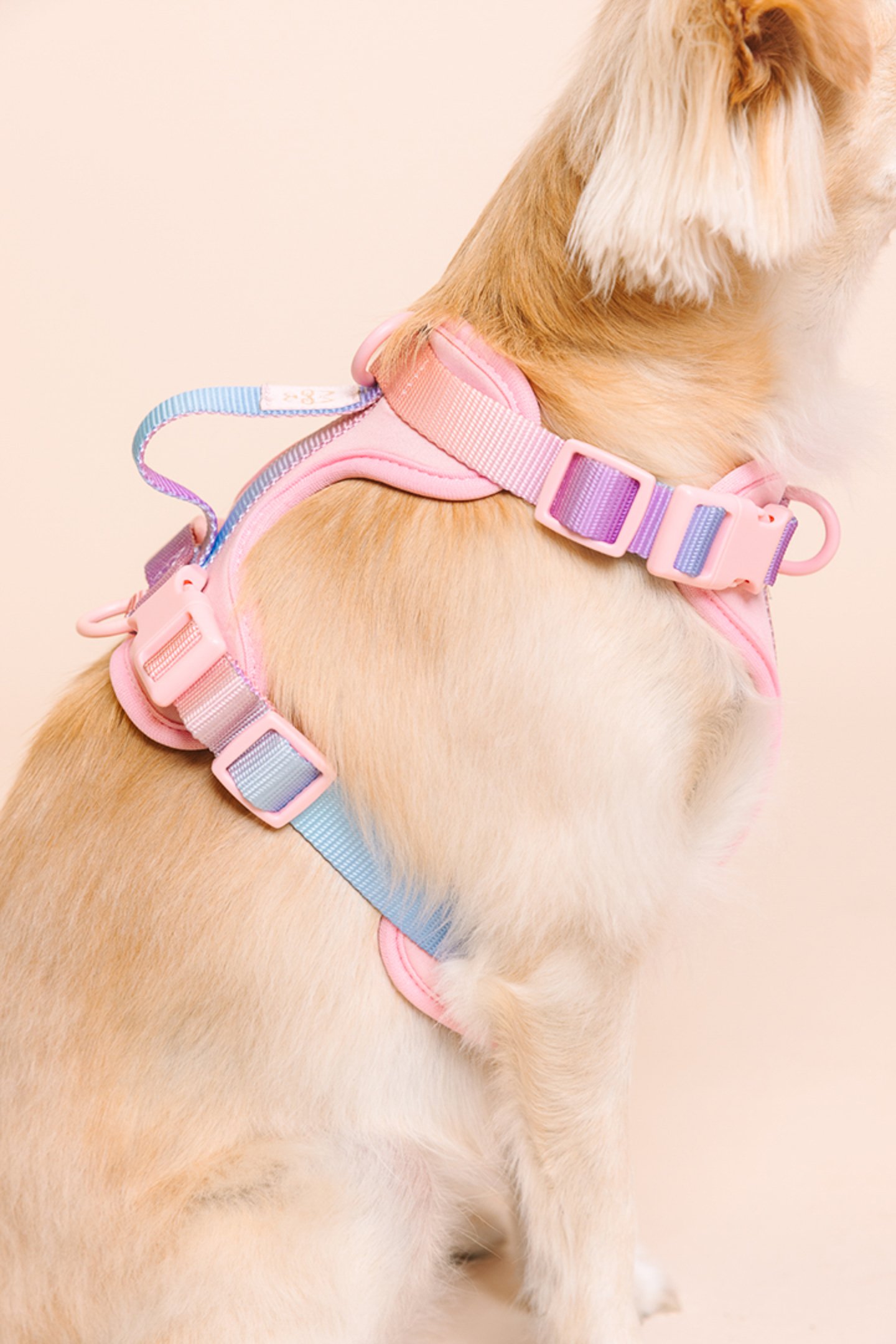 Close-up of a golden retriever puppy wearing a pink and blue harness.