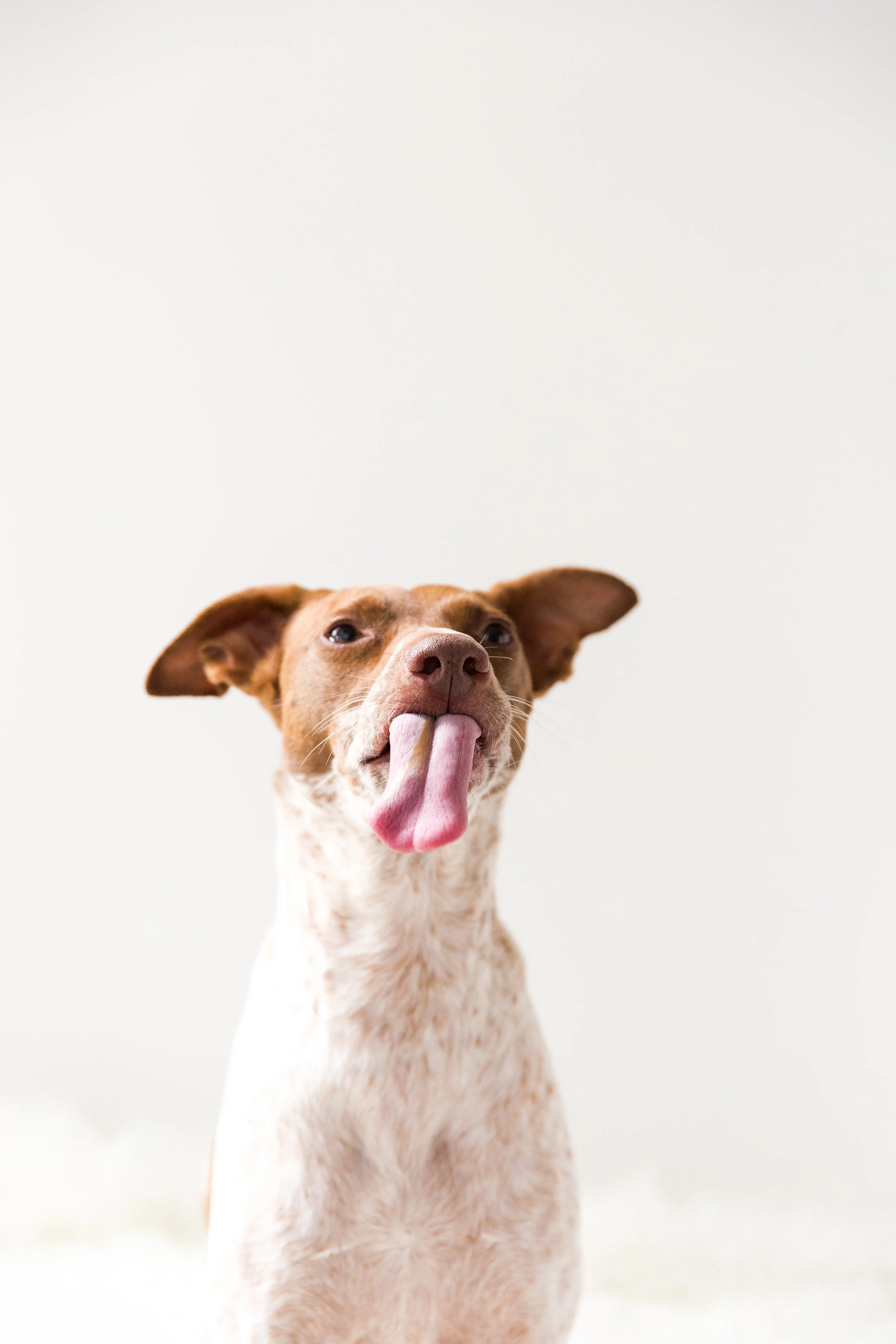 Funny Dog Photos