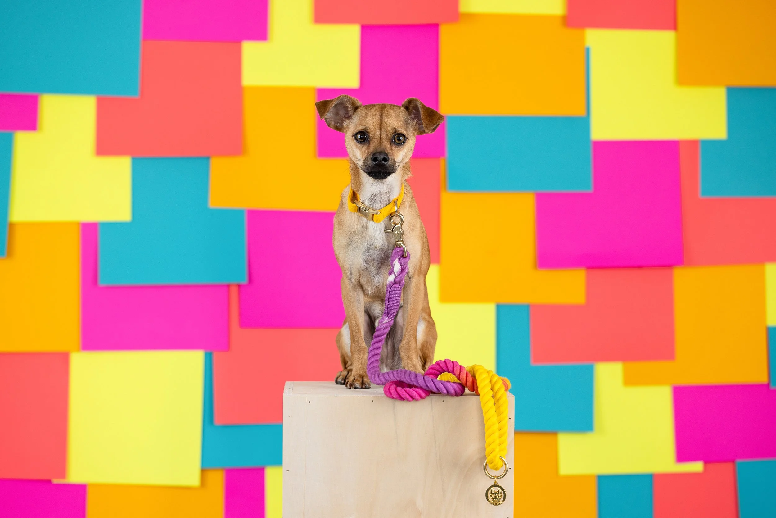 A small dog with a tan coat, sitting on a white platform against a colorful background of pink, yellow, blue, and orange paper squares. The dog wears a yellow collar and leash, with a purple and yellow rope on the platform.
