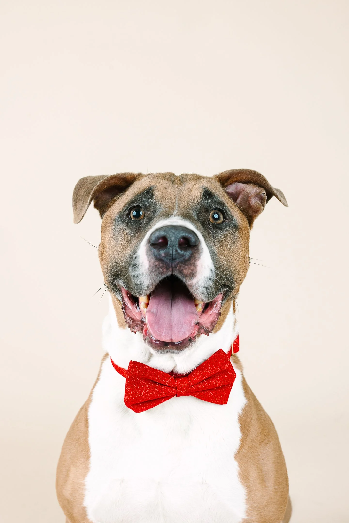 A happy brown and white dog with a red bow tie, looking at the camera.