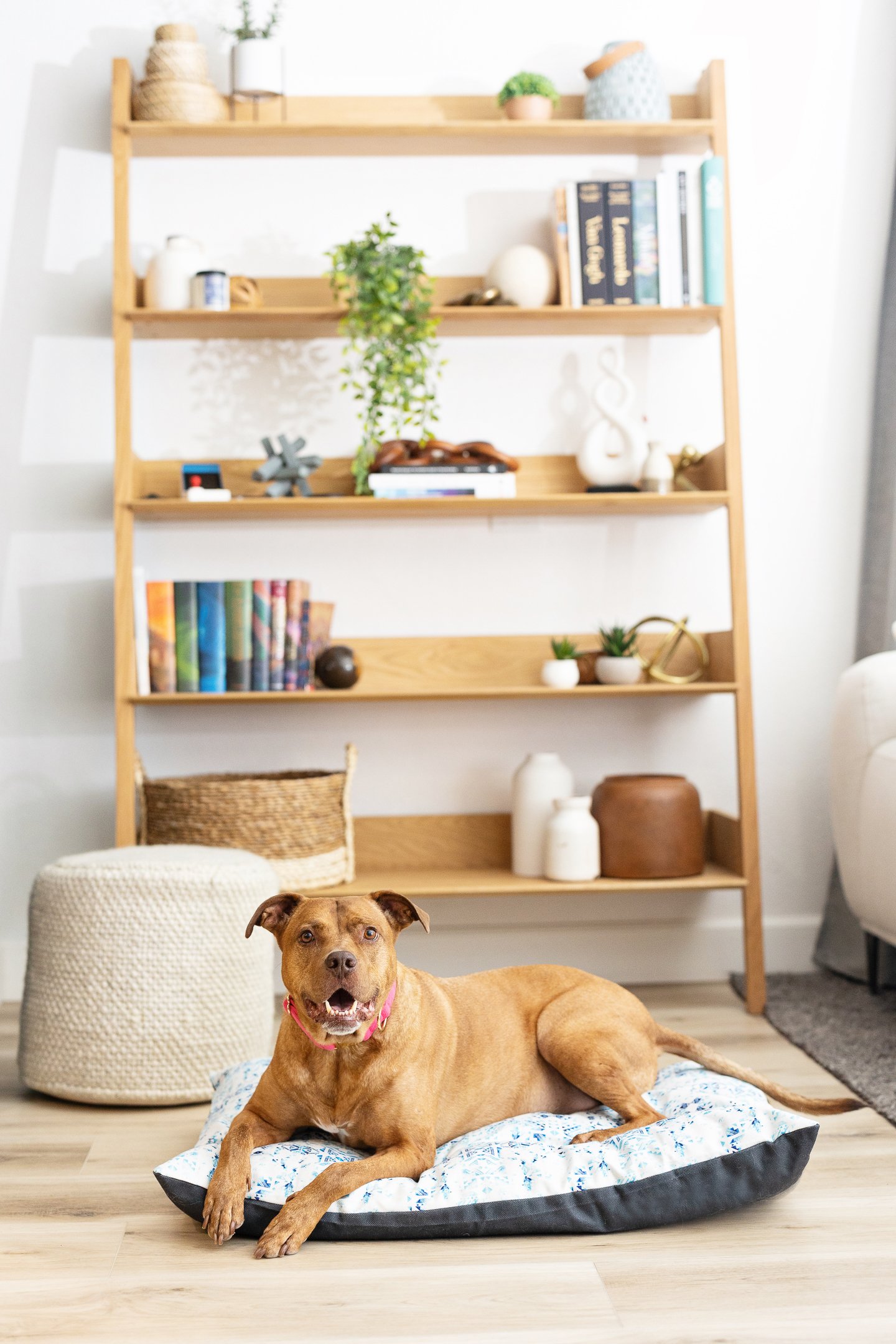A brown dog lying on a patterned dog bed in a bright living room, with a wooden bookshelf with decorative items and books in the background.