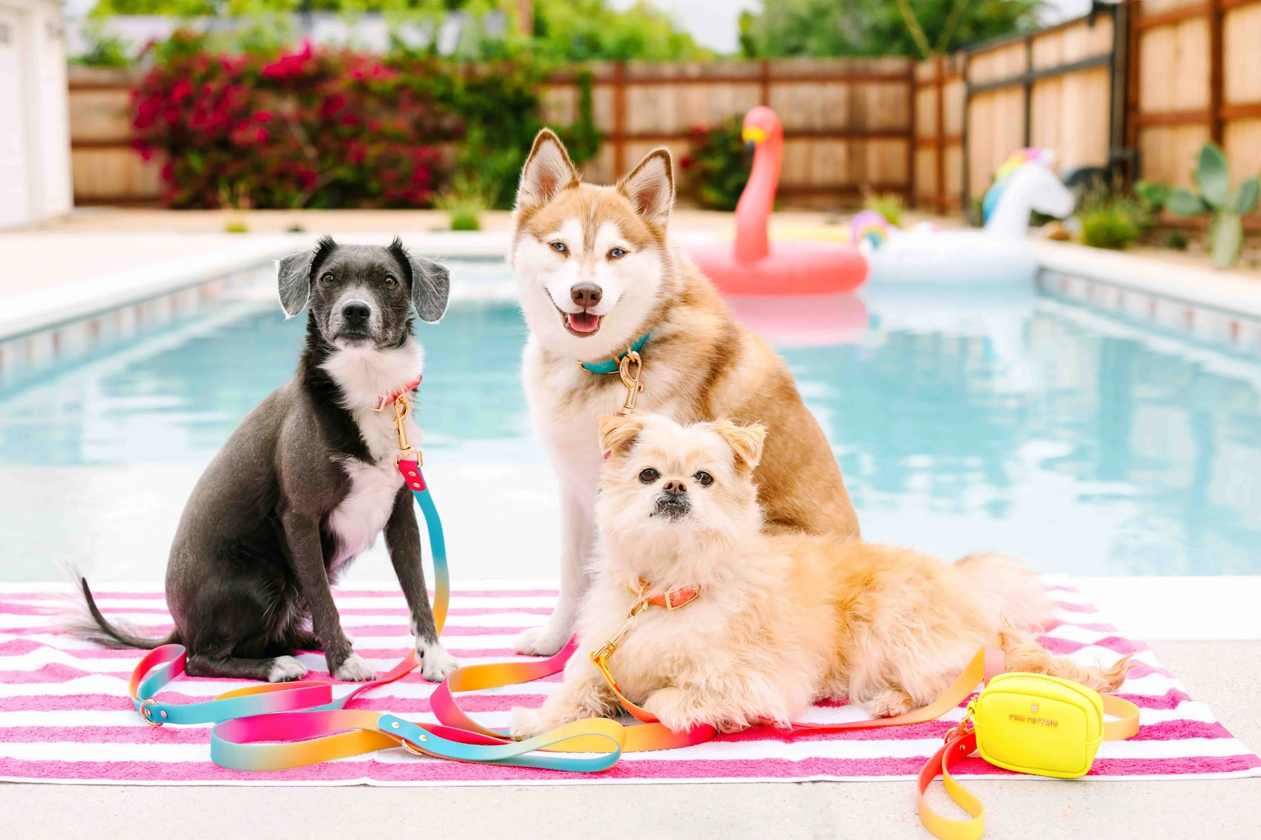 Palm Springs inspired pool party photo shoot for each dog leash summer product campaign launch commercial dog photography by Katelin at The Salty Dog Studio