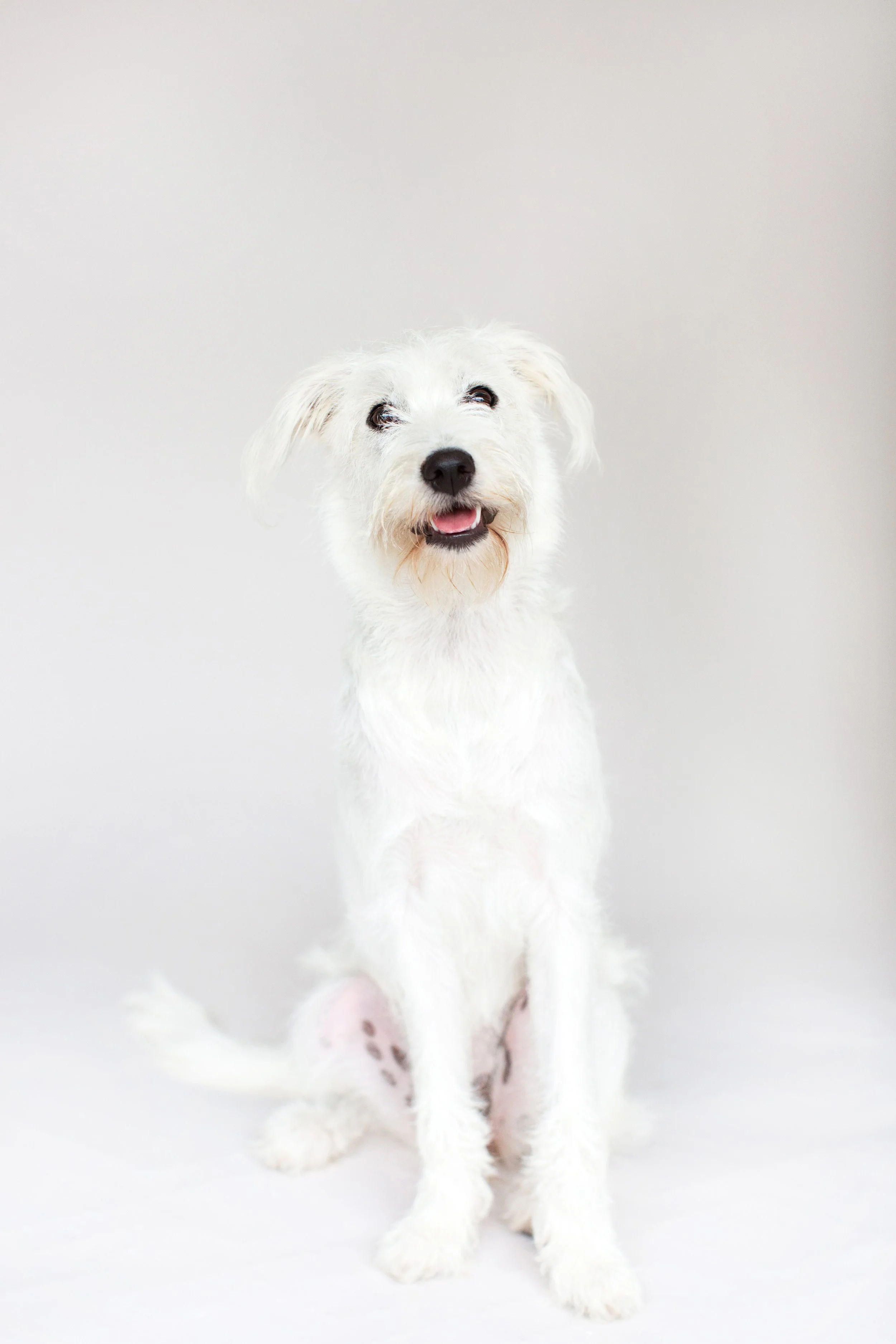Best Orange County Dog Photographe3.jpg