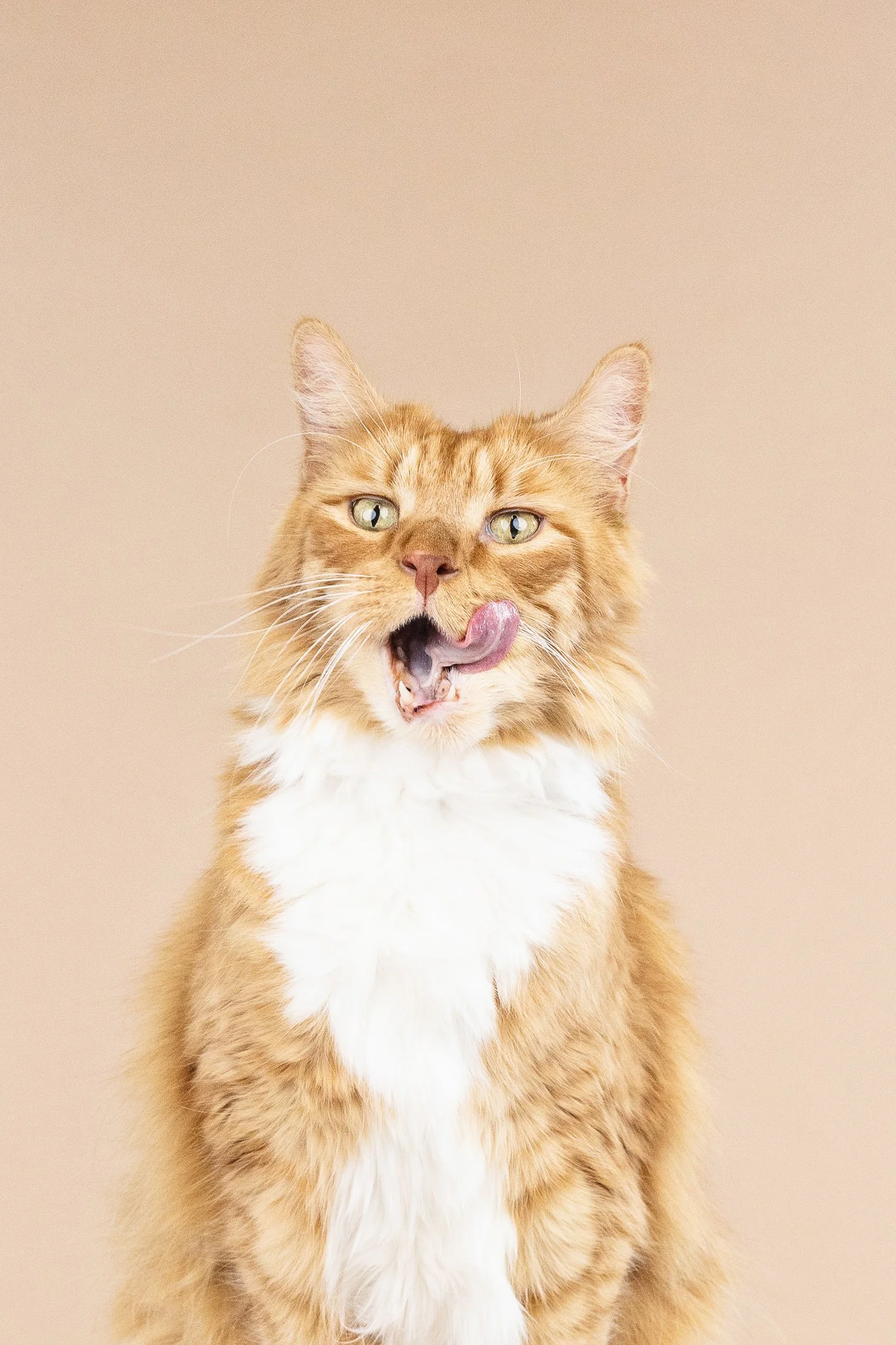 Pet Portraits