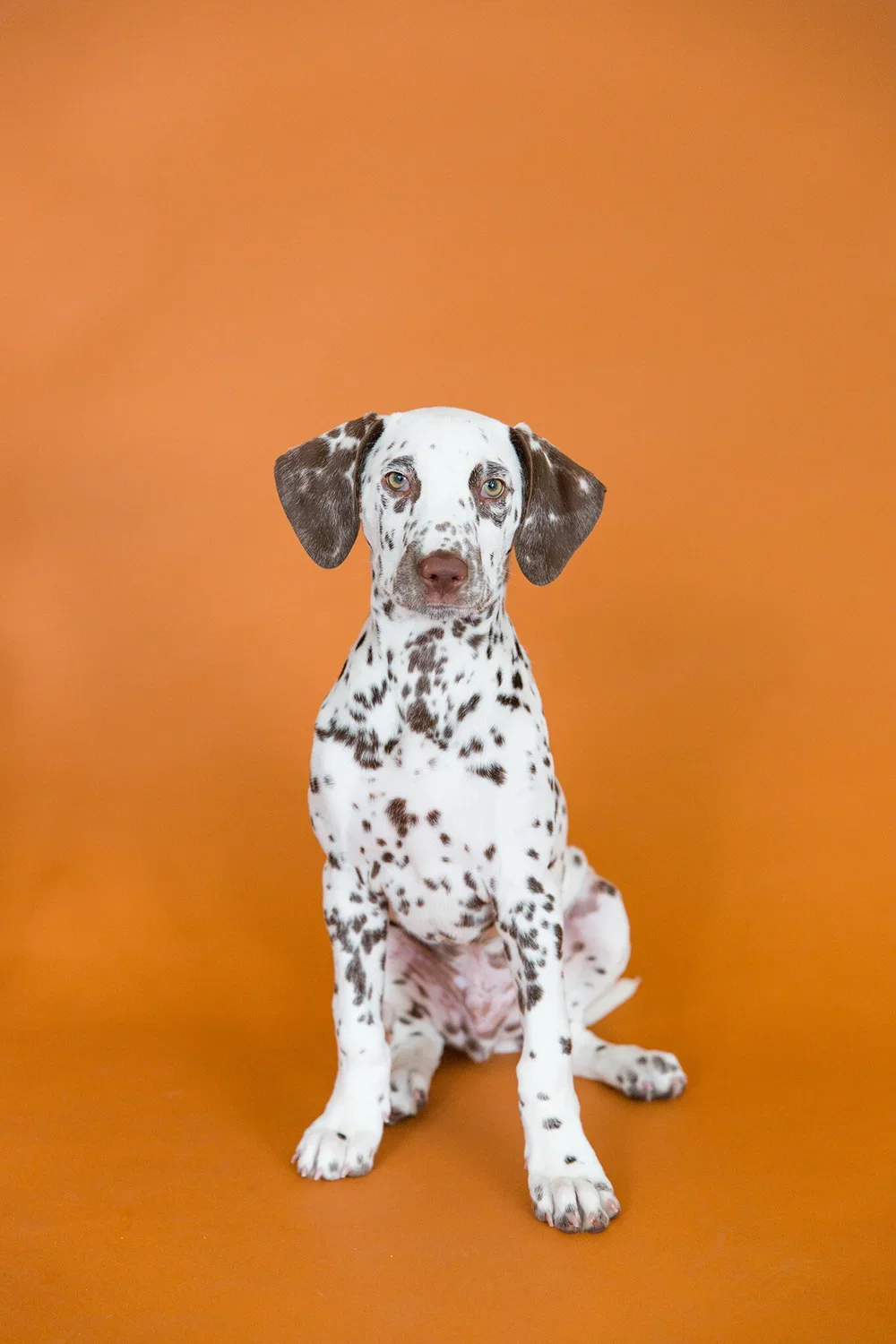 Salty+Dog+June+Minis+web-109.webp