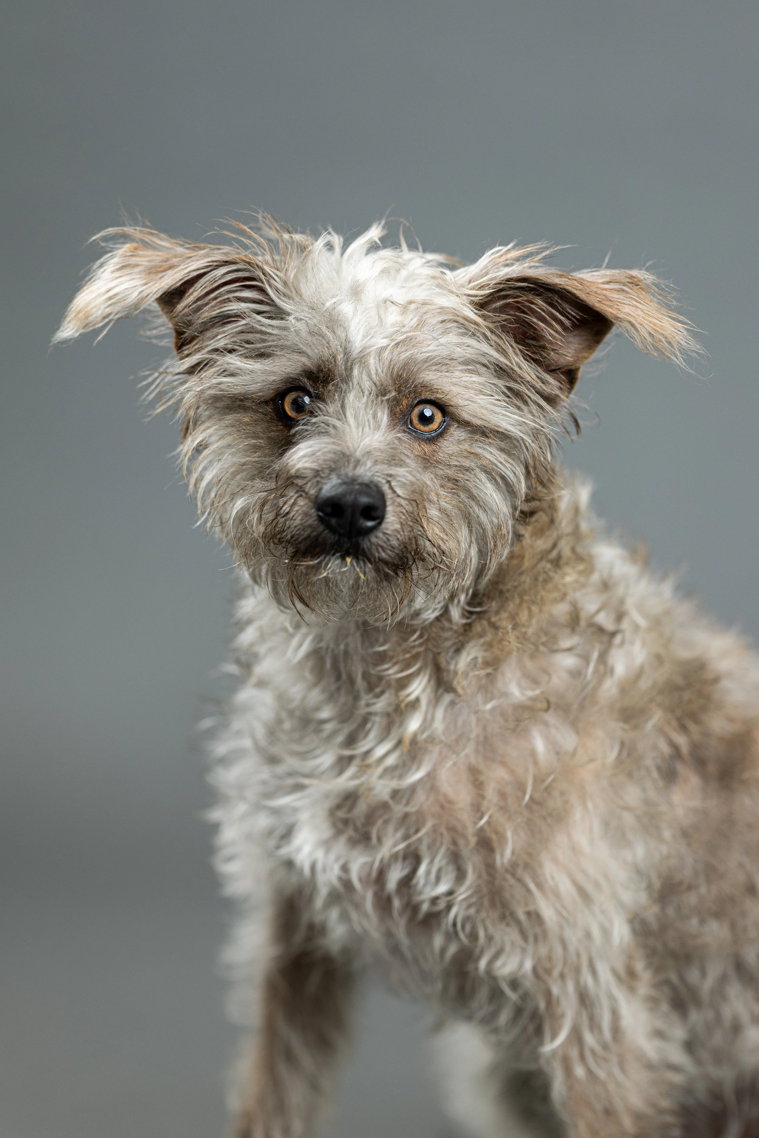 cute mutt dog portrait 