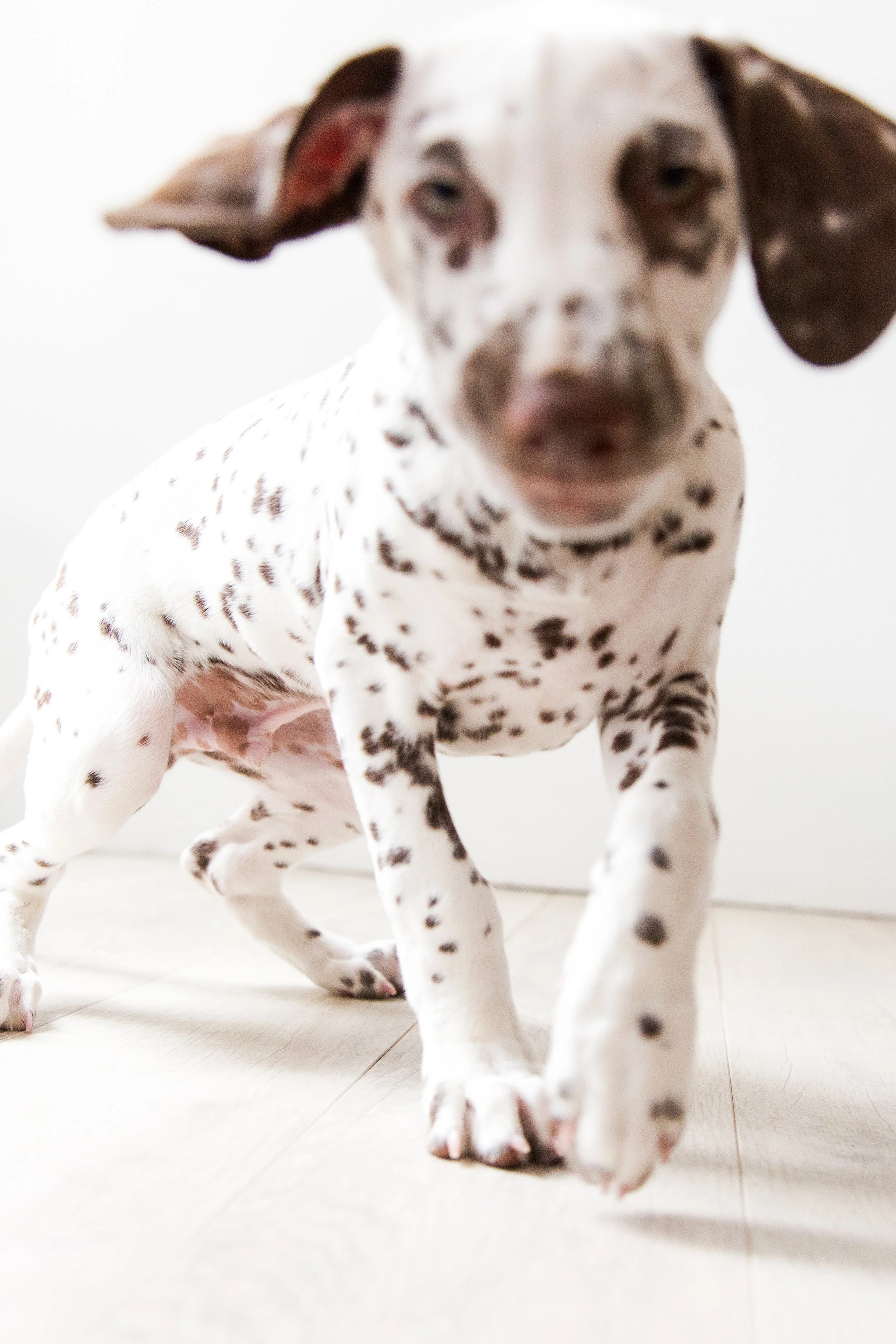 OC Dog Photographer-Funny Photo Outtakes_15.jpg
