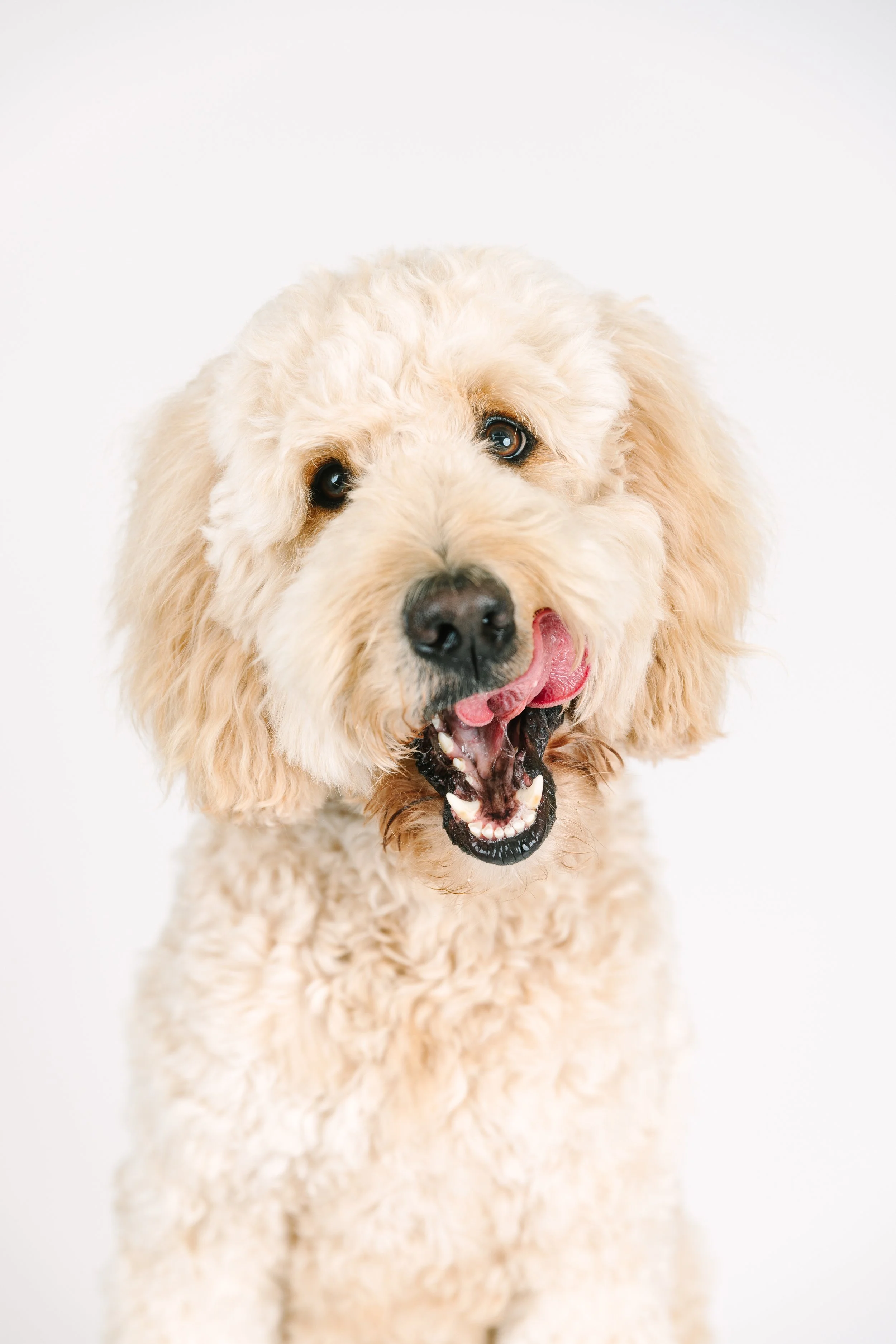 orange-county-pet-photography-goldendoodle.jpg