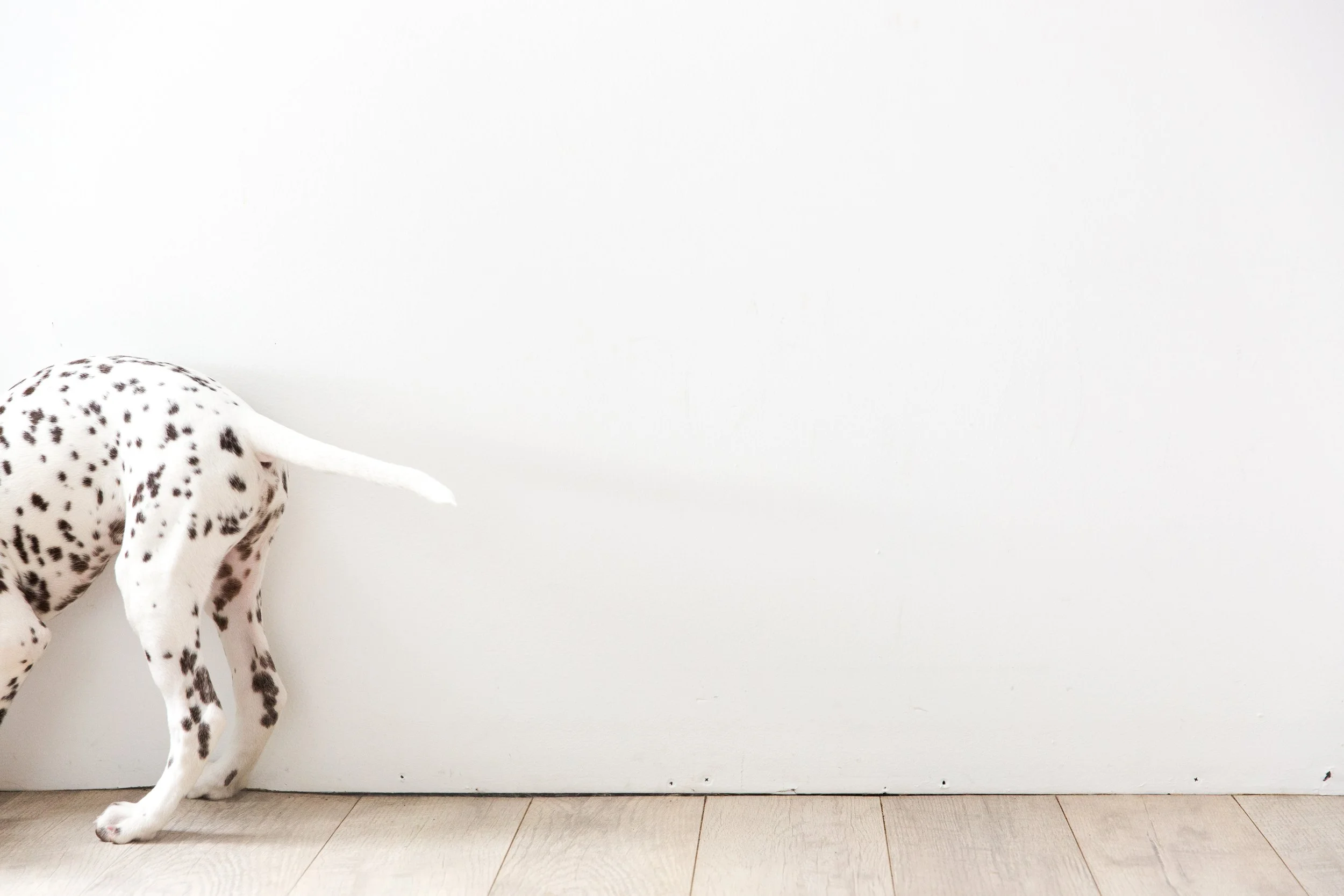  dalmatian puppy dog