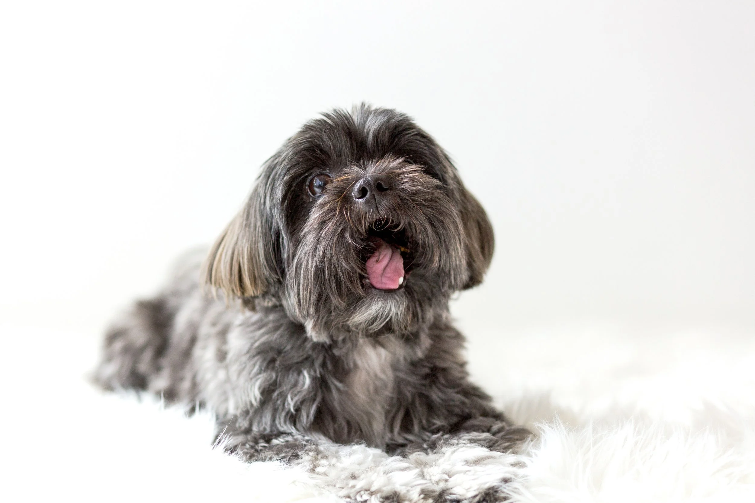 OC Dog Photographer-Funny Photo Outtakes_17.jpg
