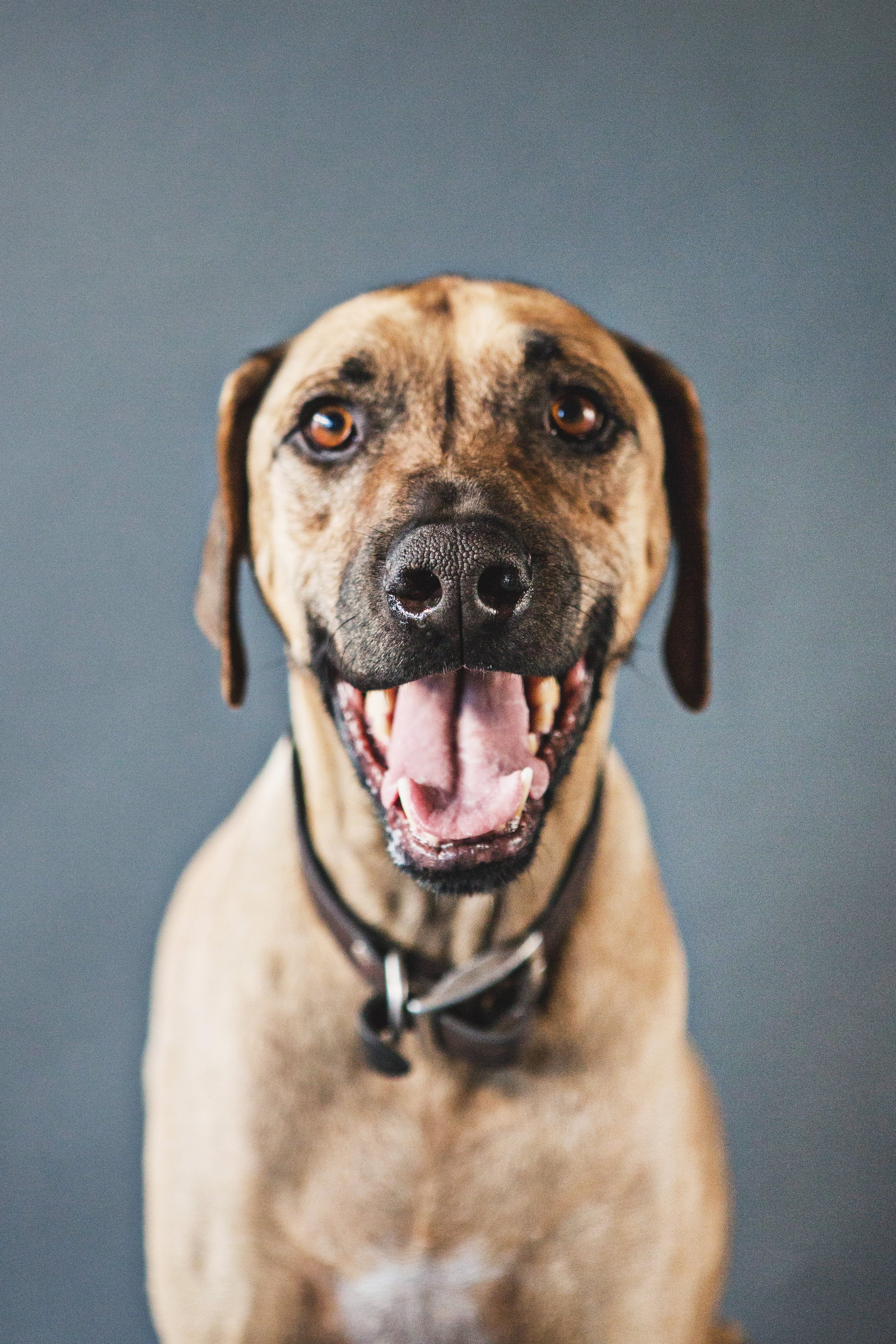 PET SESSIONS A - 247.JPG