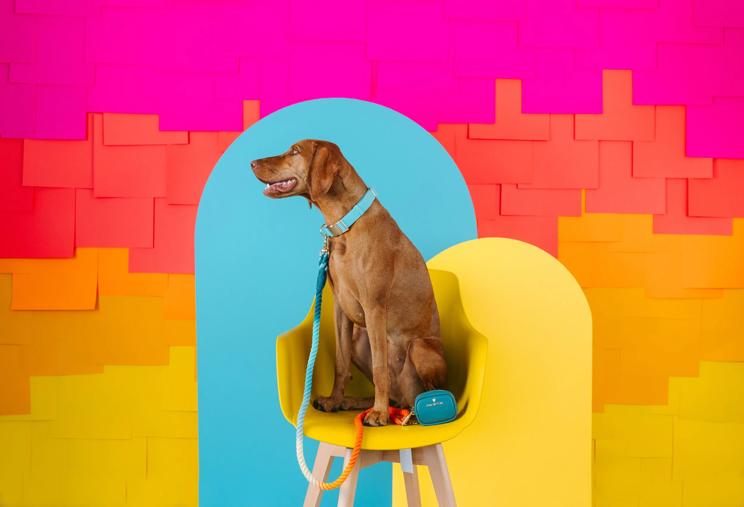 Colorful lifestyle dog photography in Southern California by The Salty Dog Studio