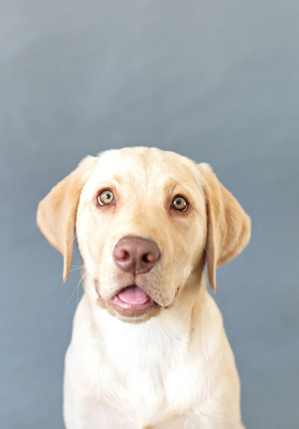 Katelin+Journigan+-+OC+Dog+Photographer+-+12.webp