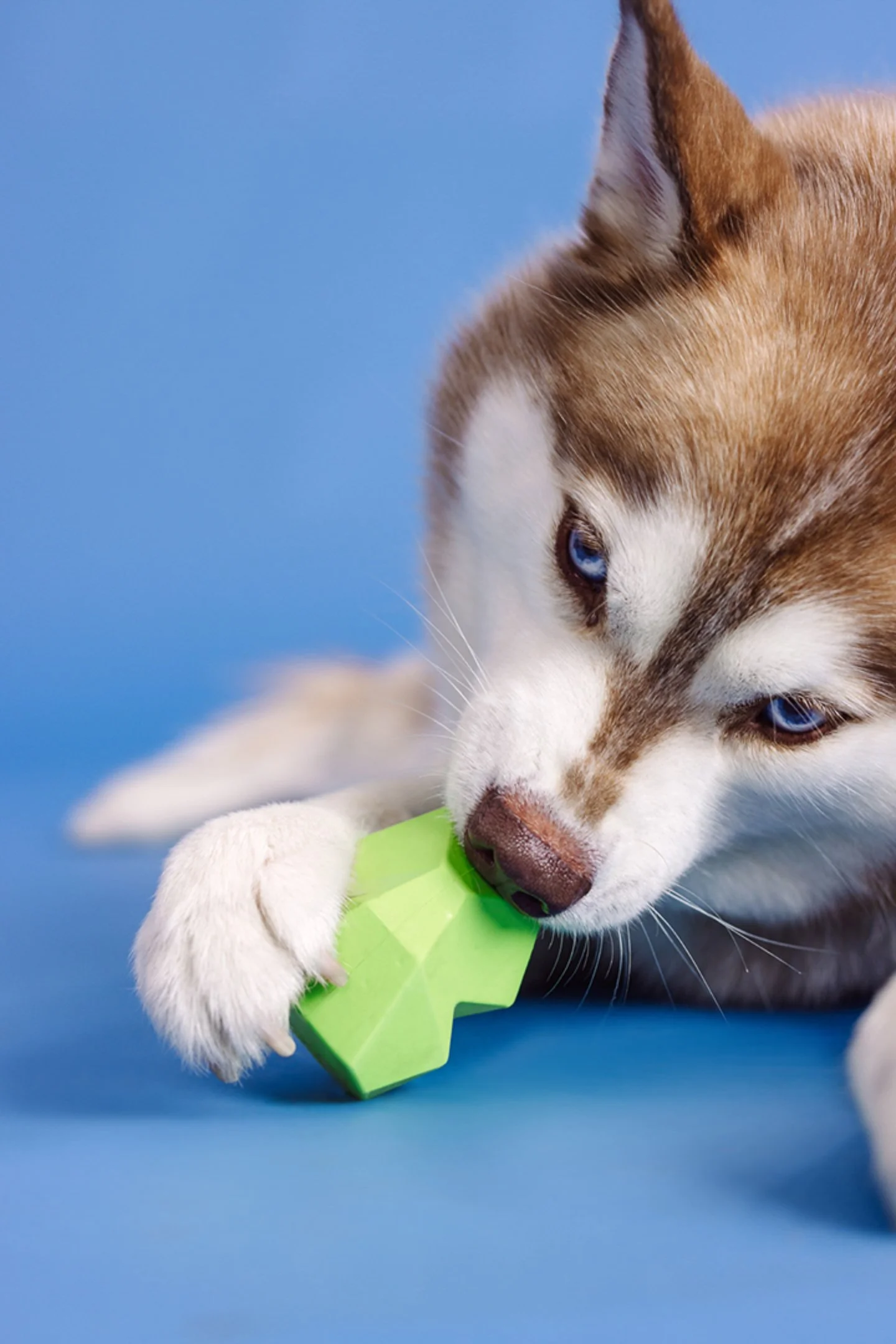 A close-up of a Siberian Husky puppy with blue eyes, chewing or playing with a green object against a solid blue background.