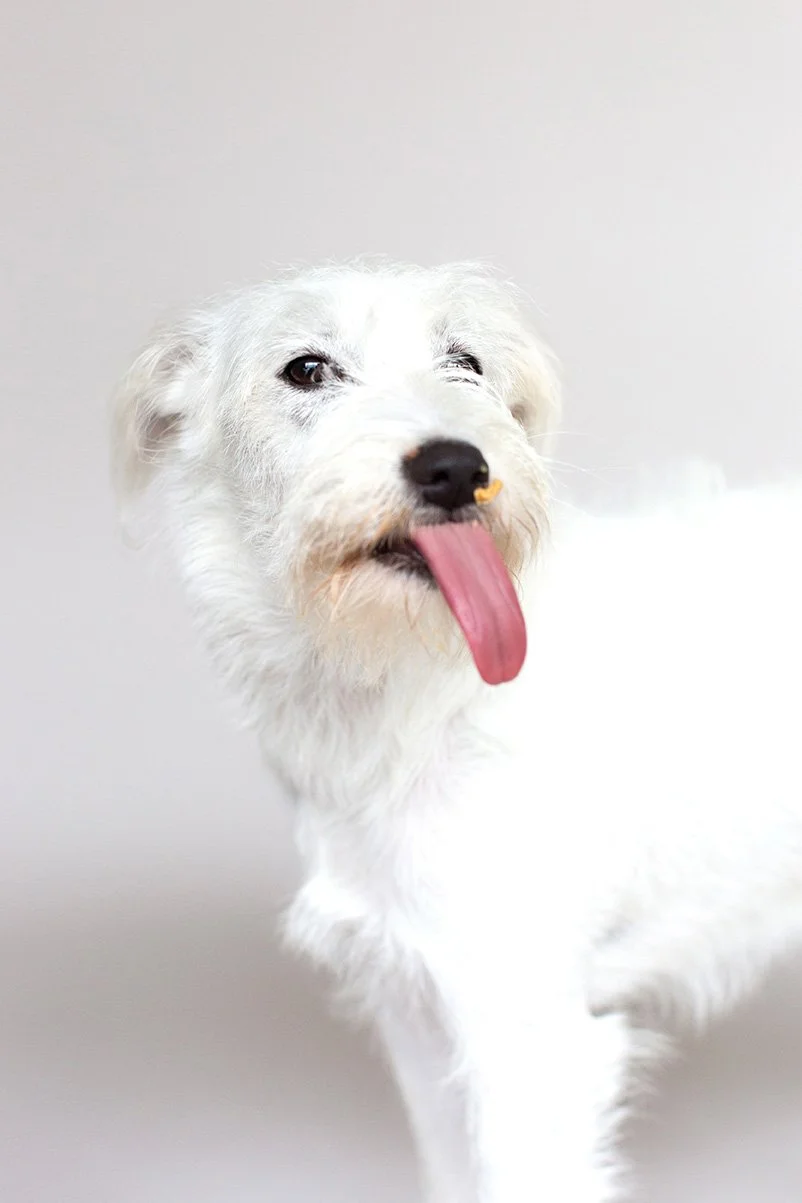OC Dog Photographer-Funny Photo Outtakes_3.jpg