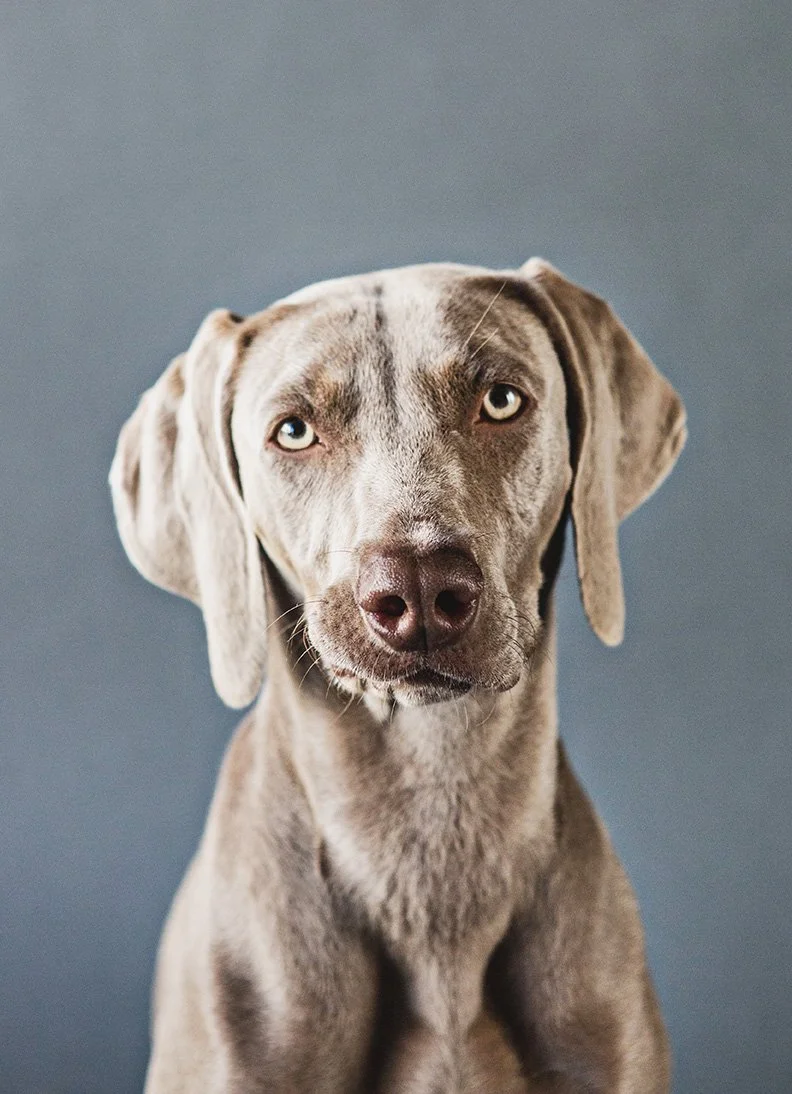 funny dog face photo