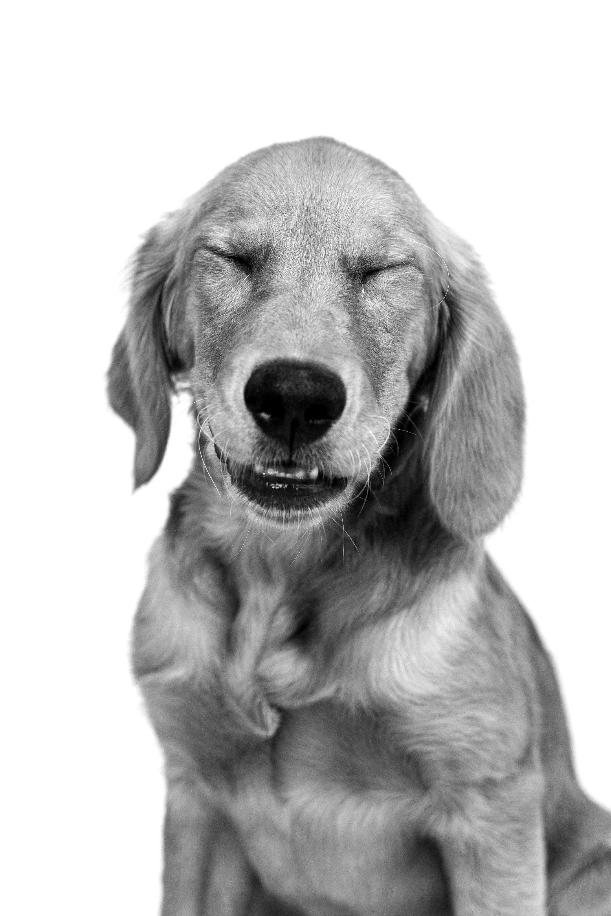 OC Dog Photographer-Bloopers_11.jpg