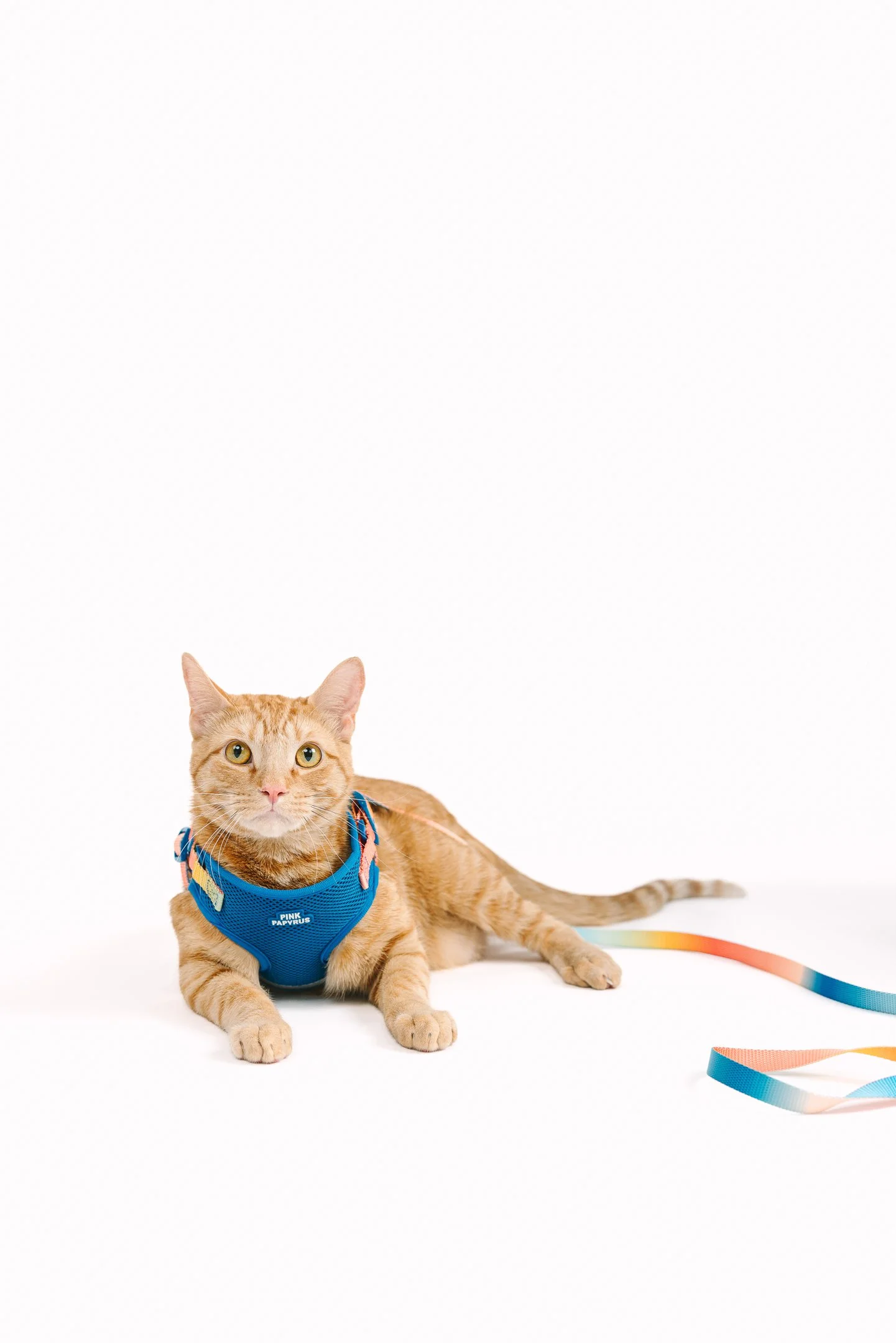 Cat harness photo shoot for Dog brand