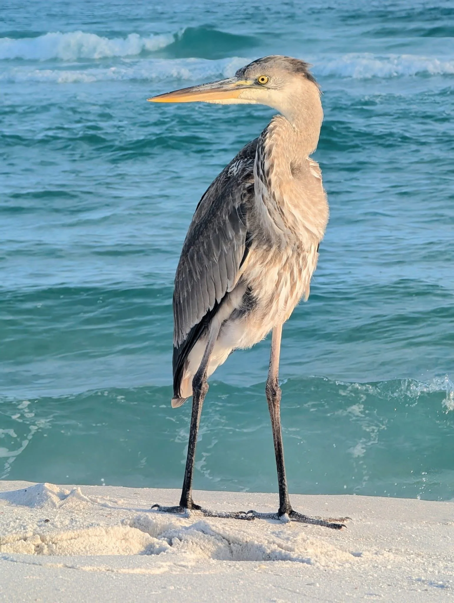 A heron standing on a sandy beach near the ocean with blue waves in the background.