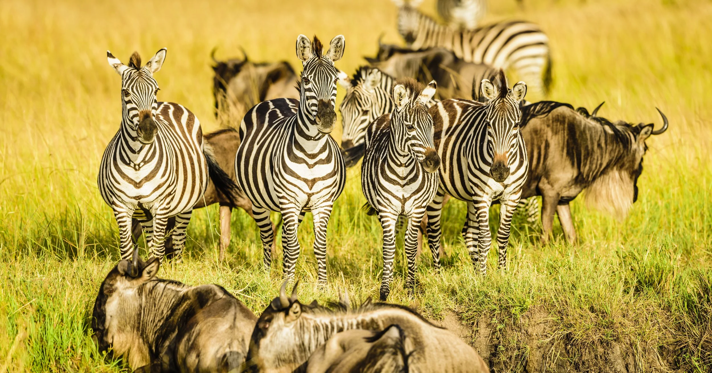 Group of zebras and wildebeests standing on a grassy plain in the savannah.