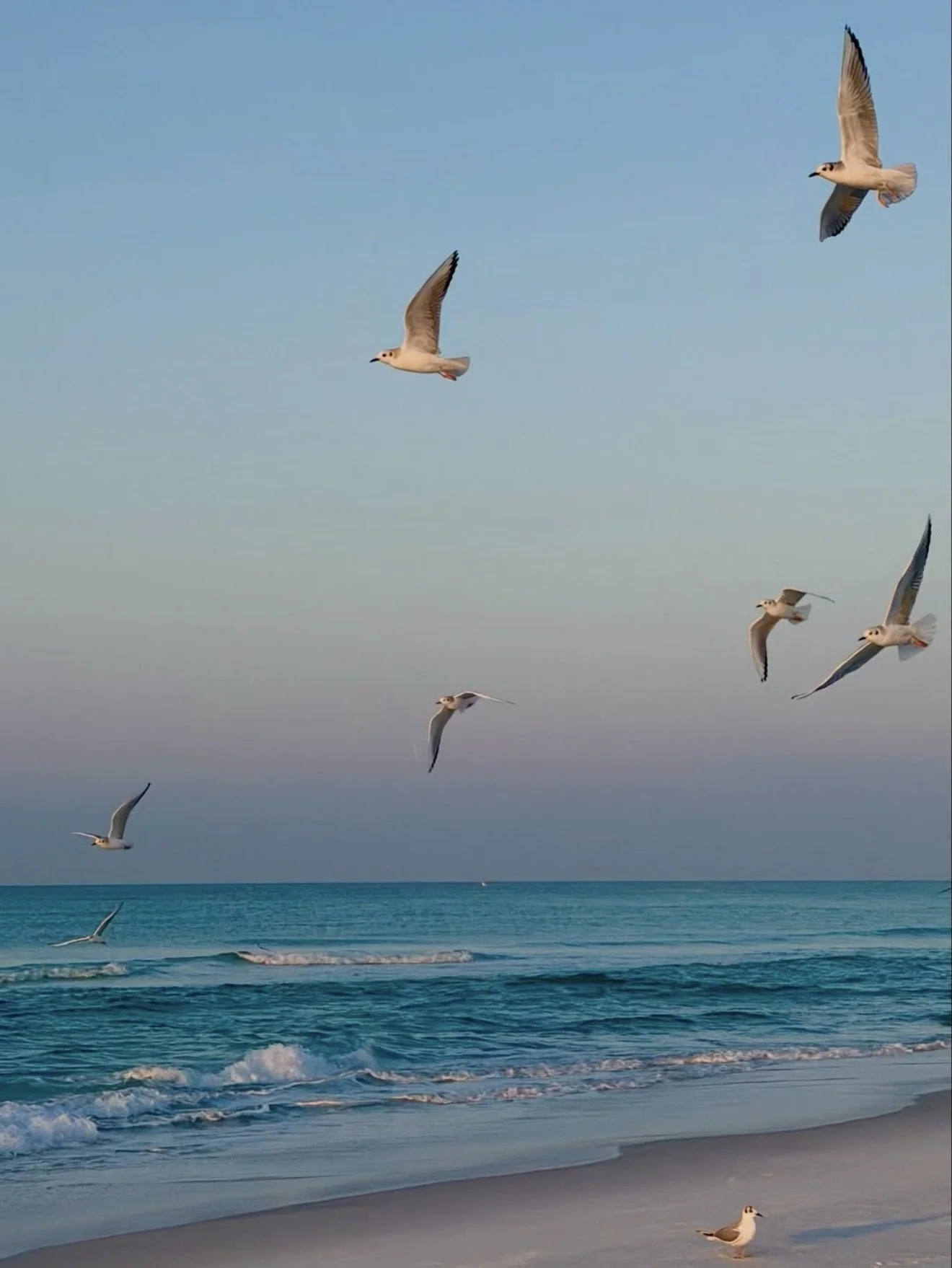 Several seagulls flying over the ocean near a sandy beach during the day.
