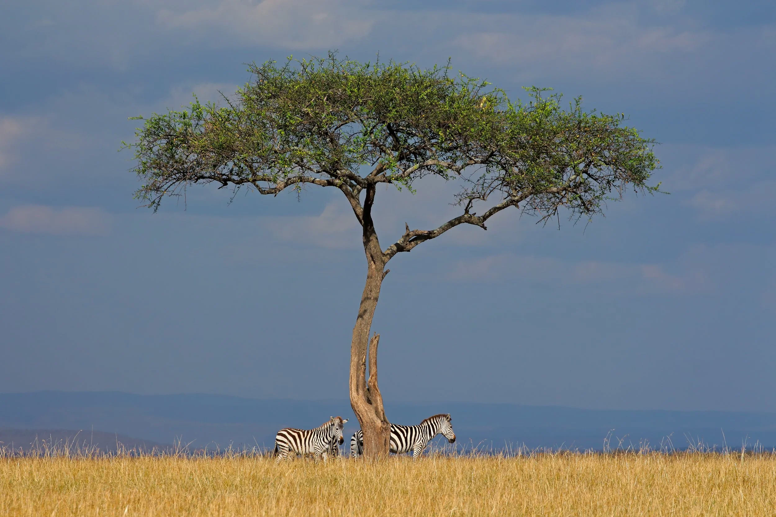 Two zebras standing under a large, leafless tree in a grassy savannah with a blue sky and distant mountains in the background.
