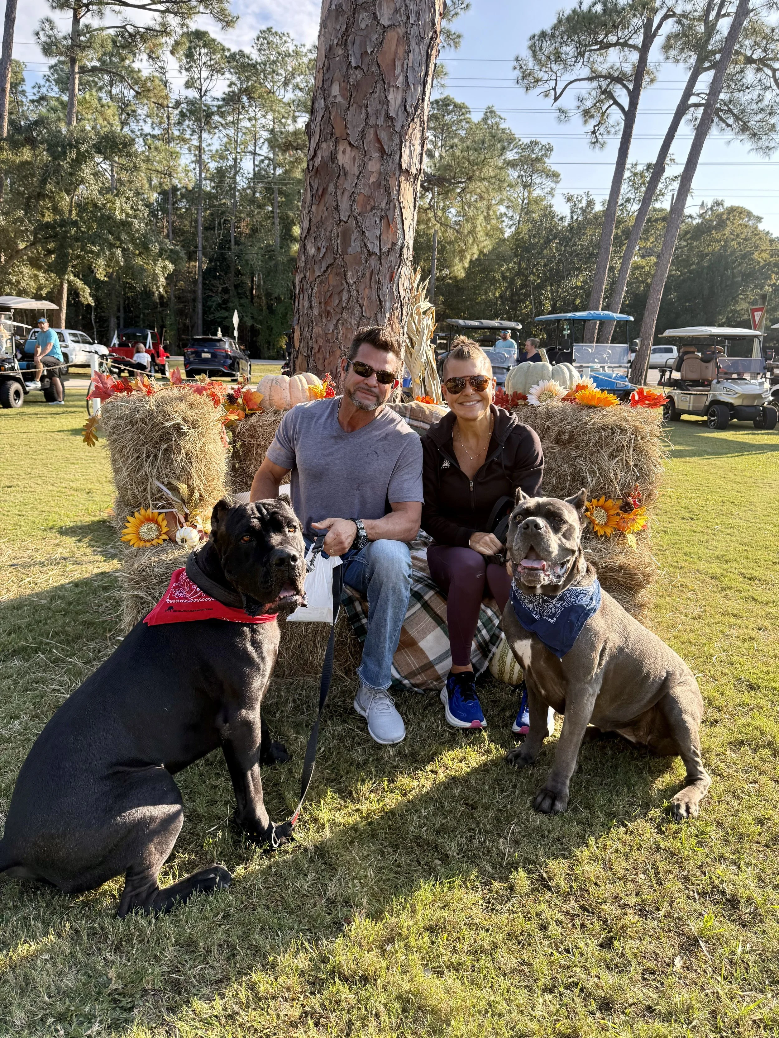 A man and a woman sitting on a hay bale surrounded by pumpkins and flowers, with two large dogs in front, outdoors on a sunny day.