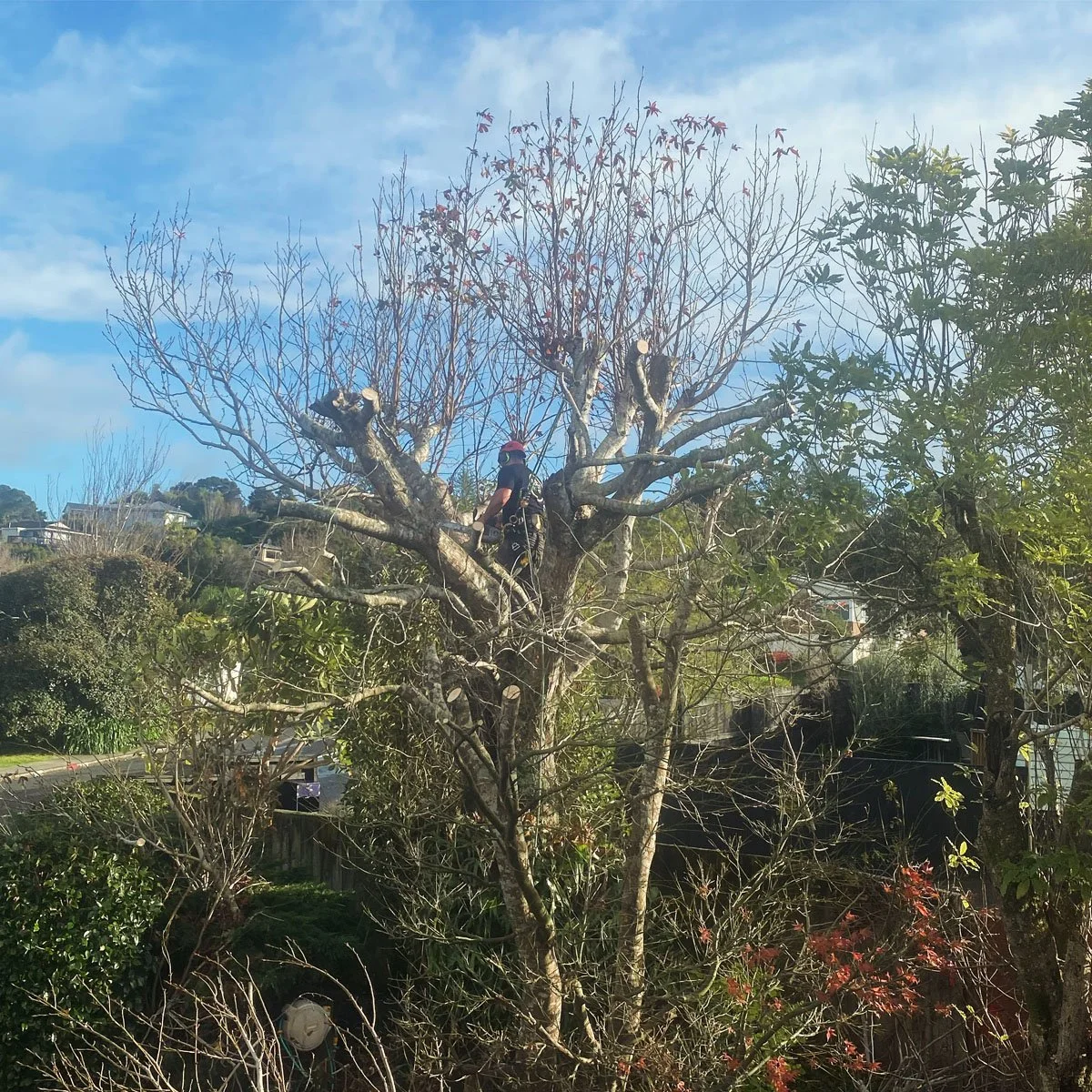 A person wearing safety gear, including a helmet and harness, is climbing or pruning a large, leafless tree in a suburban neighborhood during daytime.